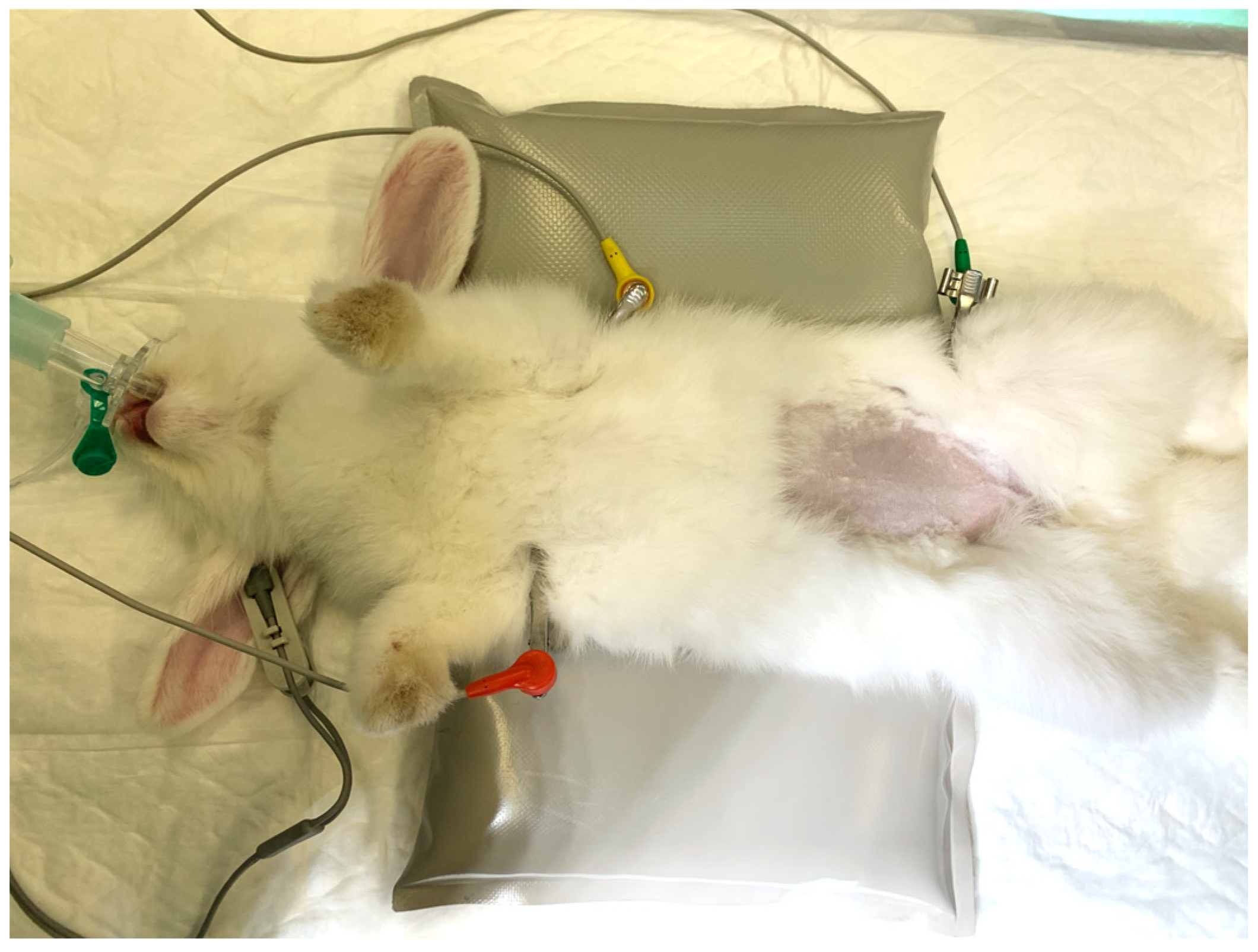 Perioperative Monitoring in Rabbits Under General Anaesthesia: A ...