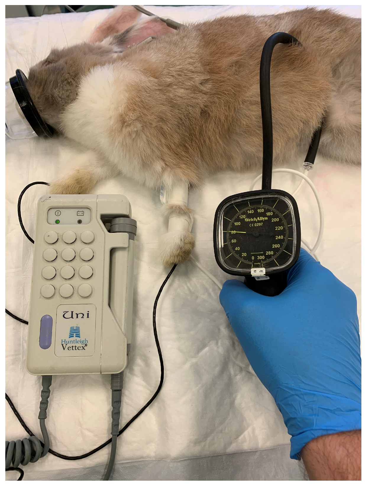 Perioperative Monitoring in Rabbits Under General Anaesthesia: A ...