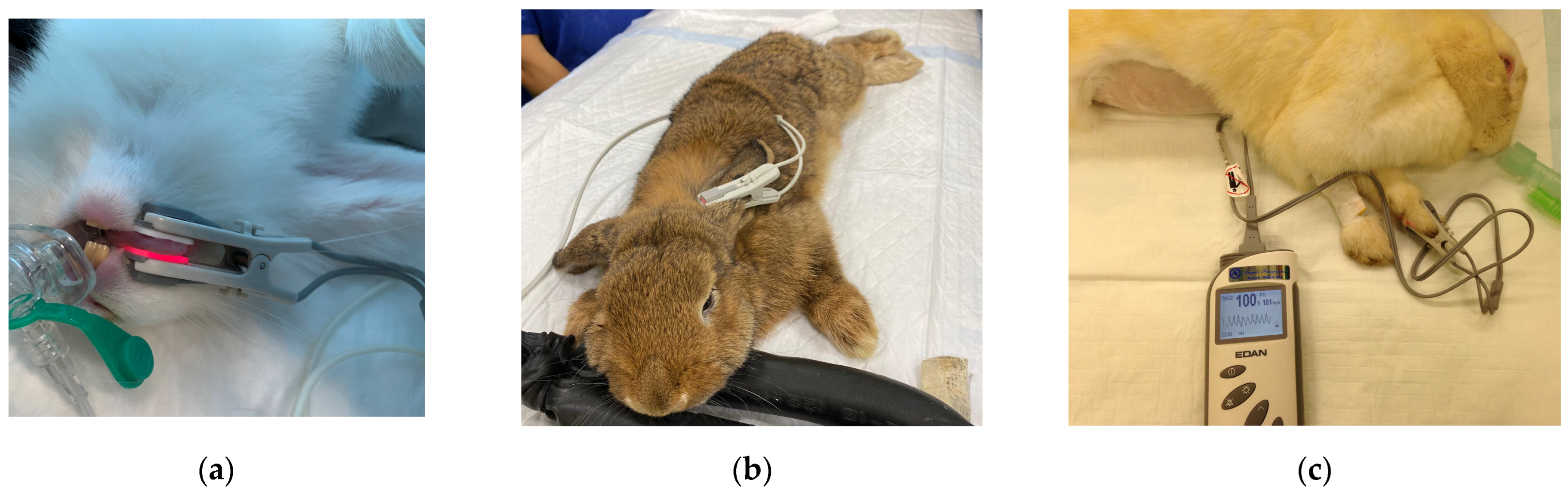 Perioperative Monitoring in Rabbits Under General Anaesthesia: A ...