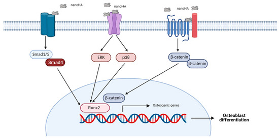 The effects of genetic overexpression of Smad1 within osteoblast on