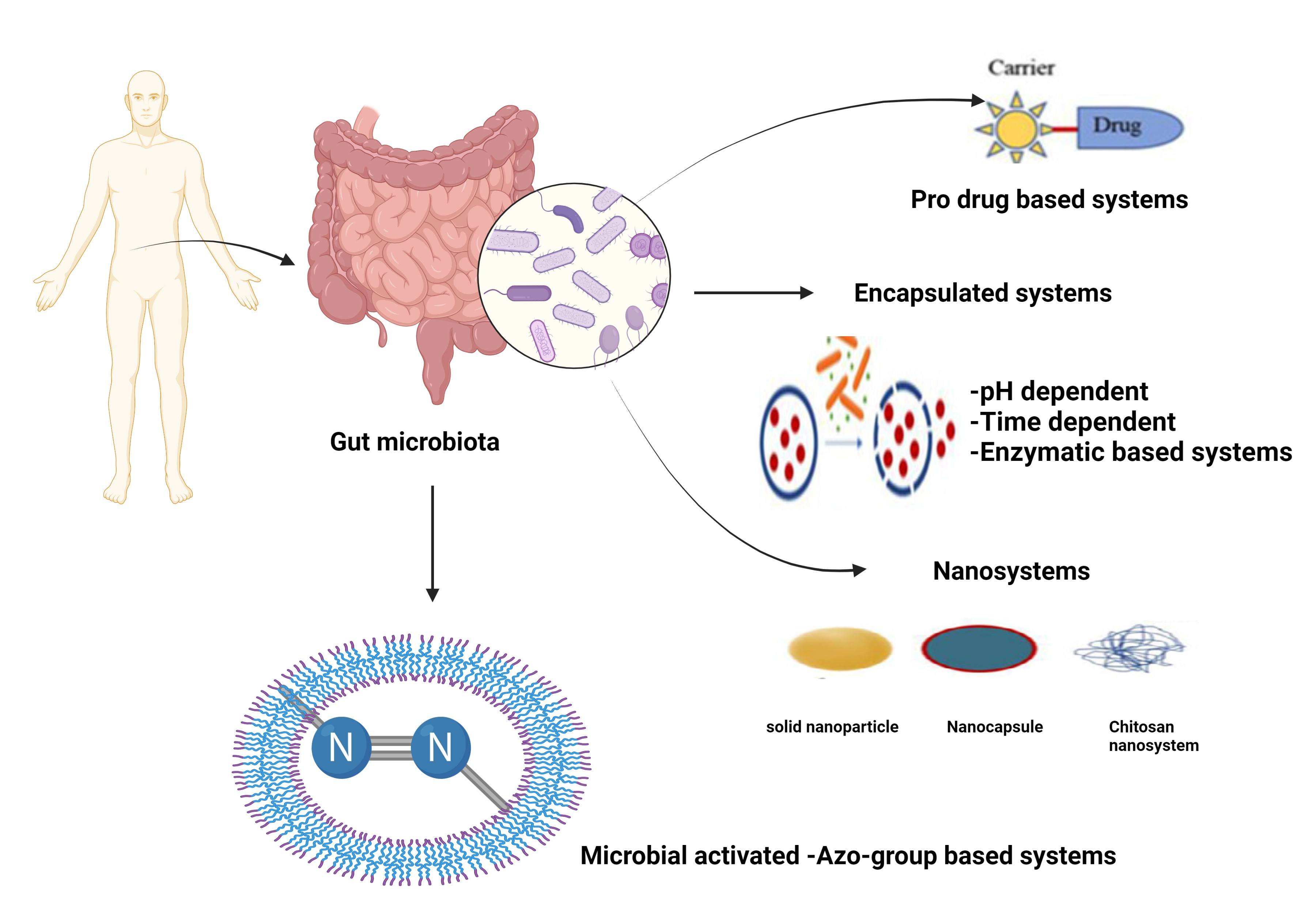 Harnessing the Microbiome for Disease Prevention and Therapy