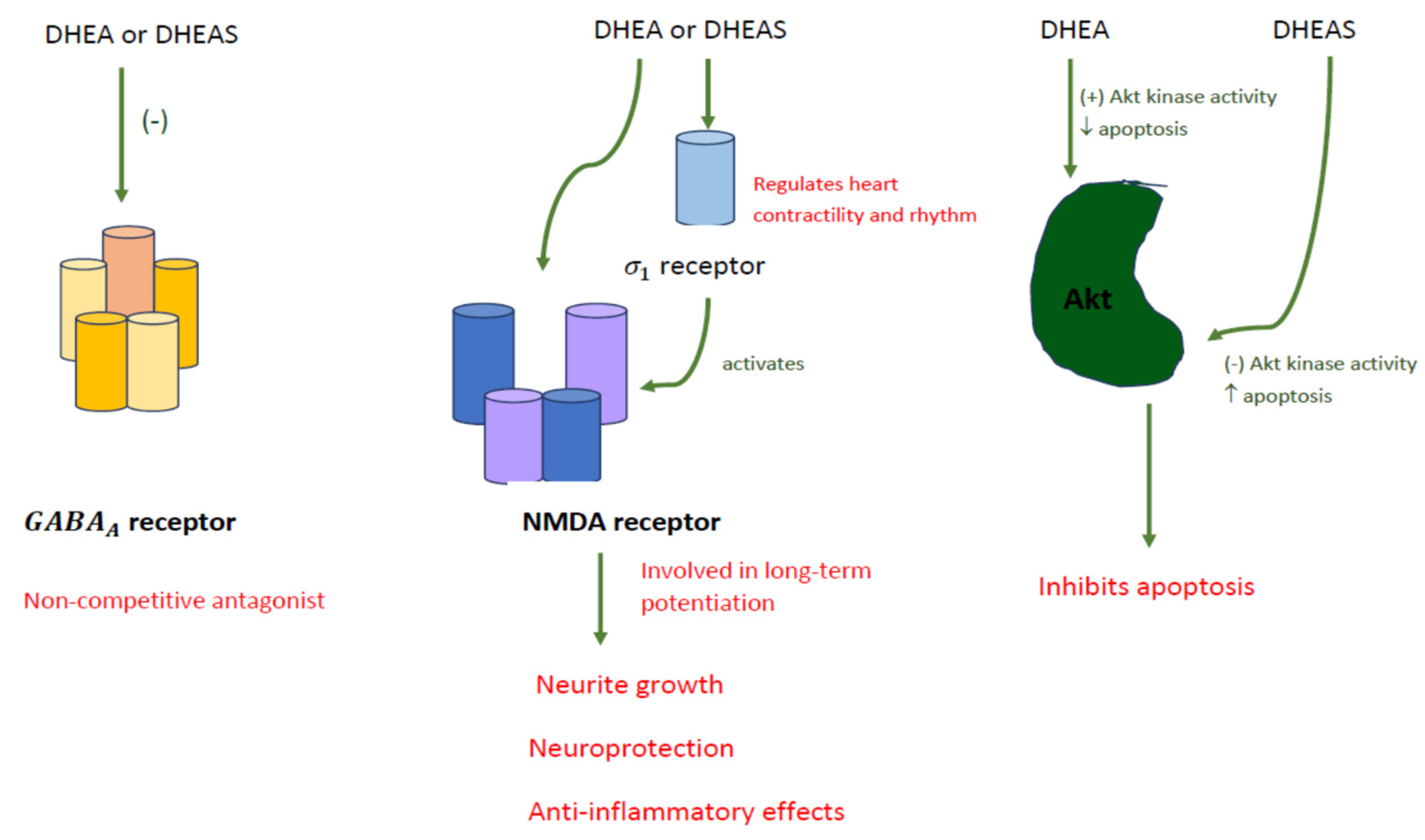 DHEA исследования диаграммы. DHEA И DHEA-S разница между ними. Дегидроэпиандростерон картинка. DHEA источник молодости. Дгэа в слюне