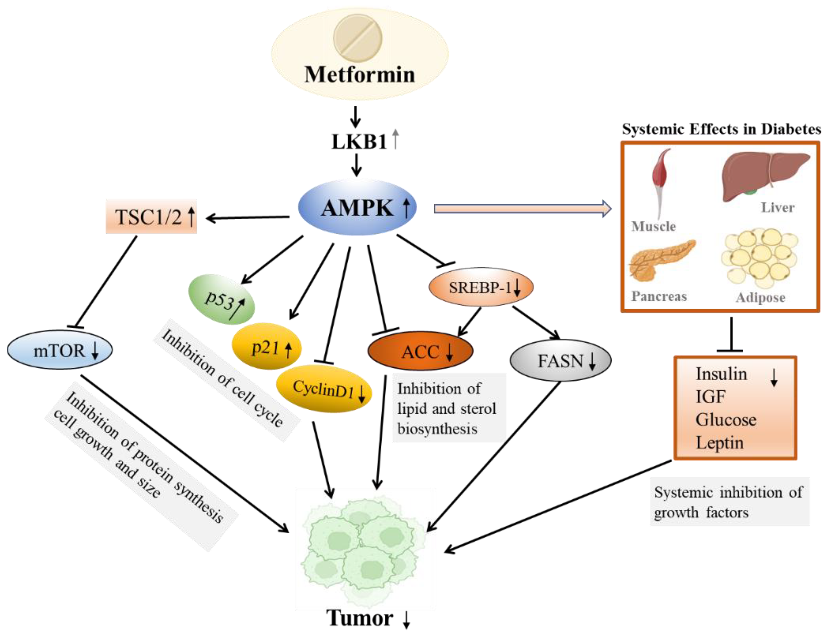 pharmaceuticals-free-full-text-a-clinical-perspective-of-the