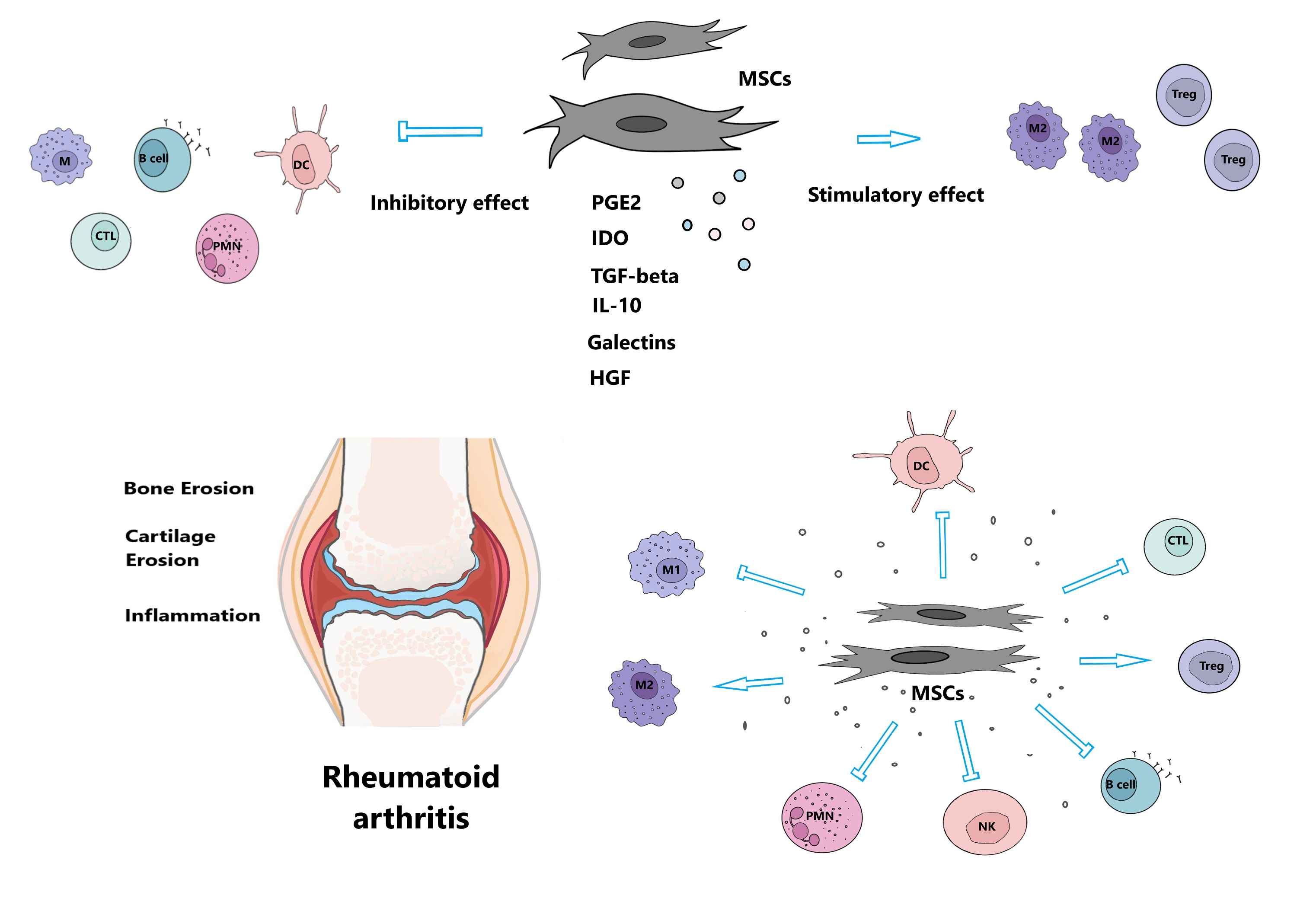 Exploring the role of monocyte chemoattractant protein-1 in fibroblast-like  synovial cells in rheumatoid arthritis [PeerJ]