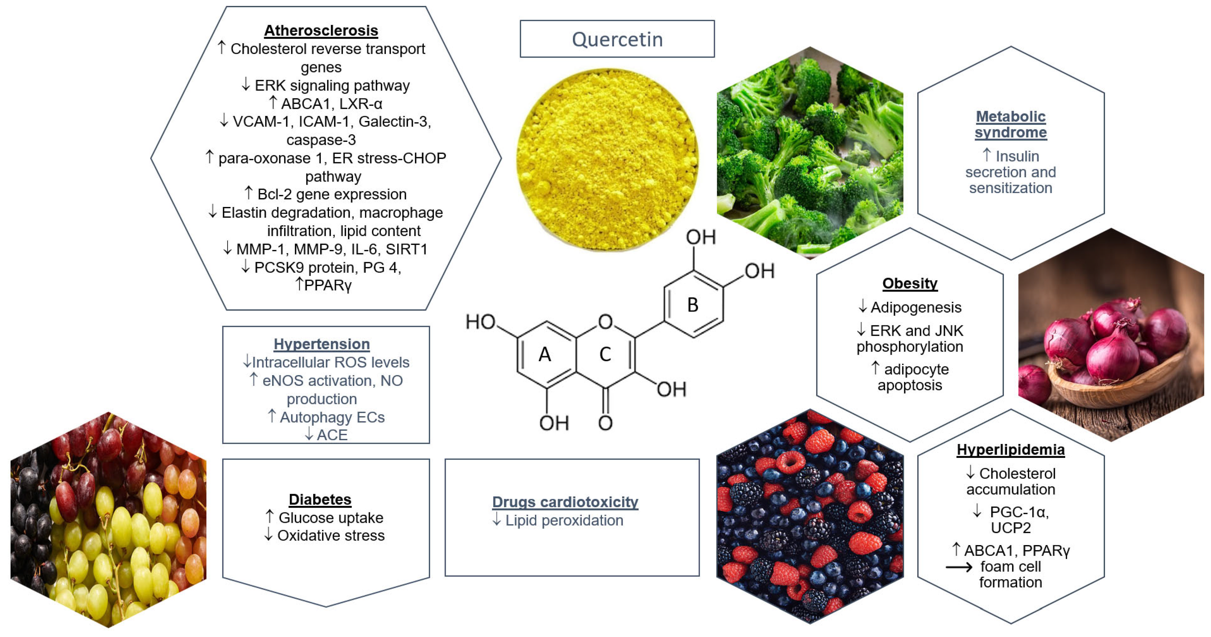 Potential Pharmaceutical Applications of Quercetin in Cardiovascular Diseases Potential Pharmaceutical Applications of Quercetin in Cardiovascular Diseases
