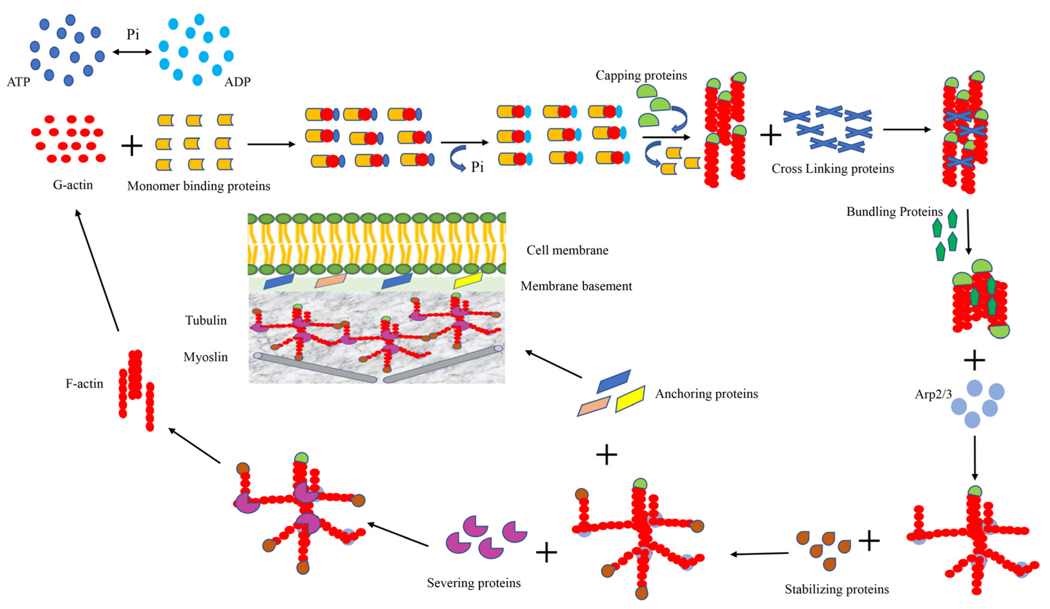 Chapter 10. Cell and Tissue Architecture: Cytoskeleton, Cell