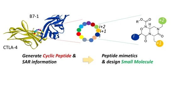 Exploring the Specificity of Rationally Designed Peptides