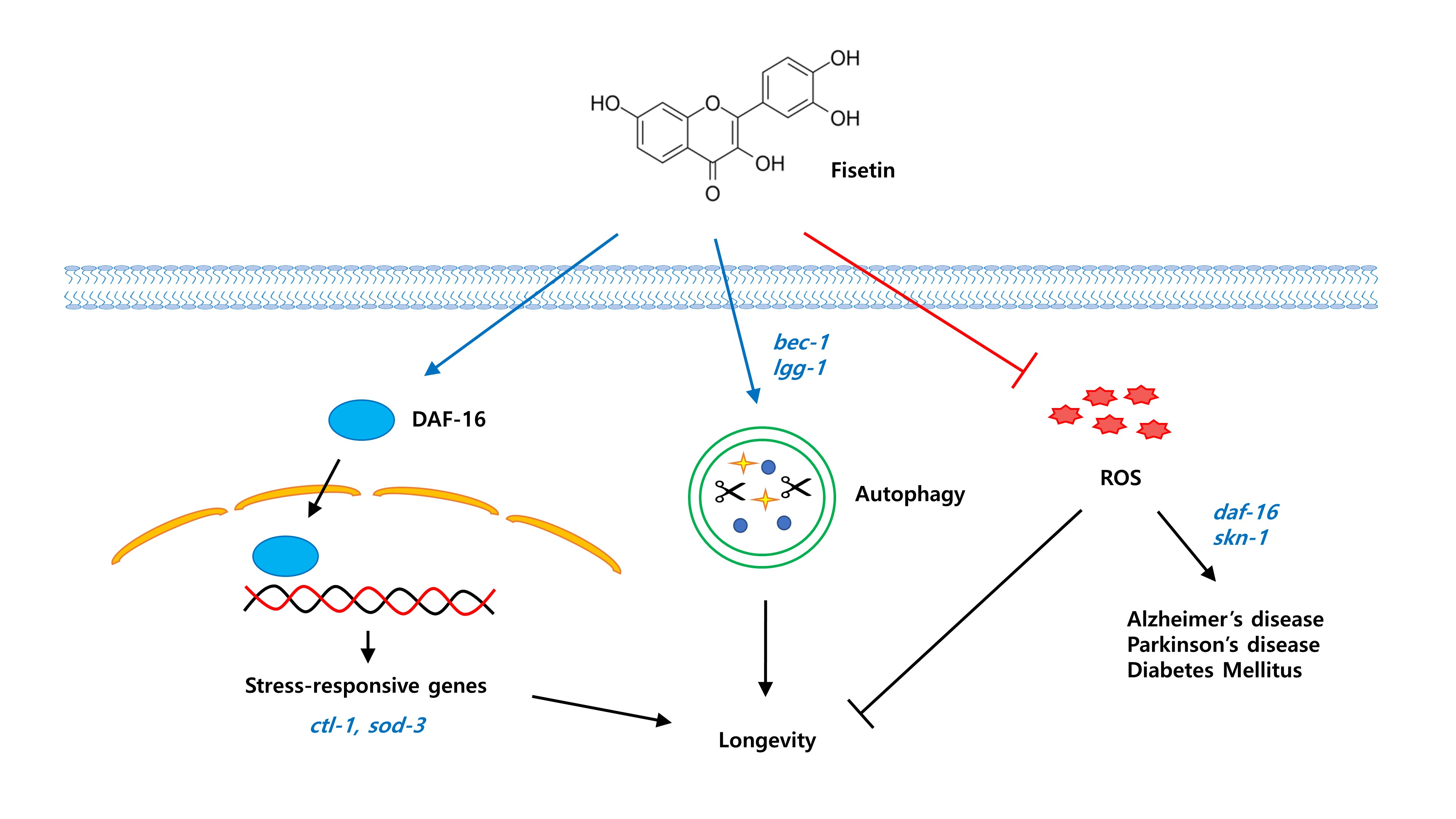 Anti-Aging Effects Of Fisetin Anti-Aging Effects Of Fisetin