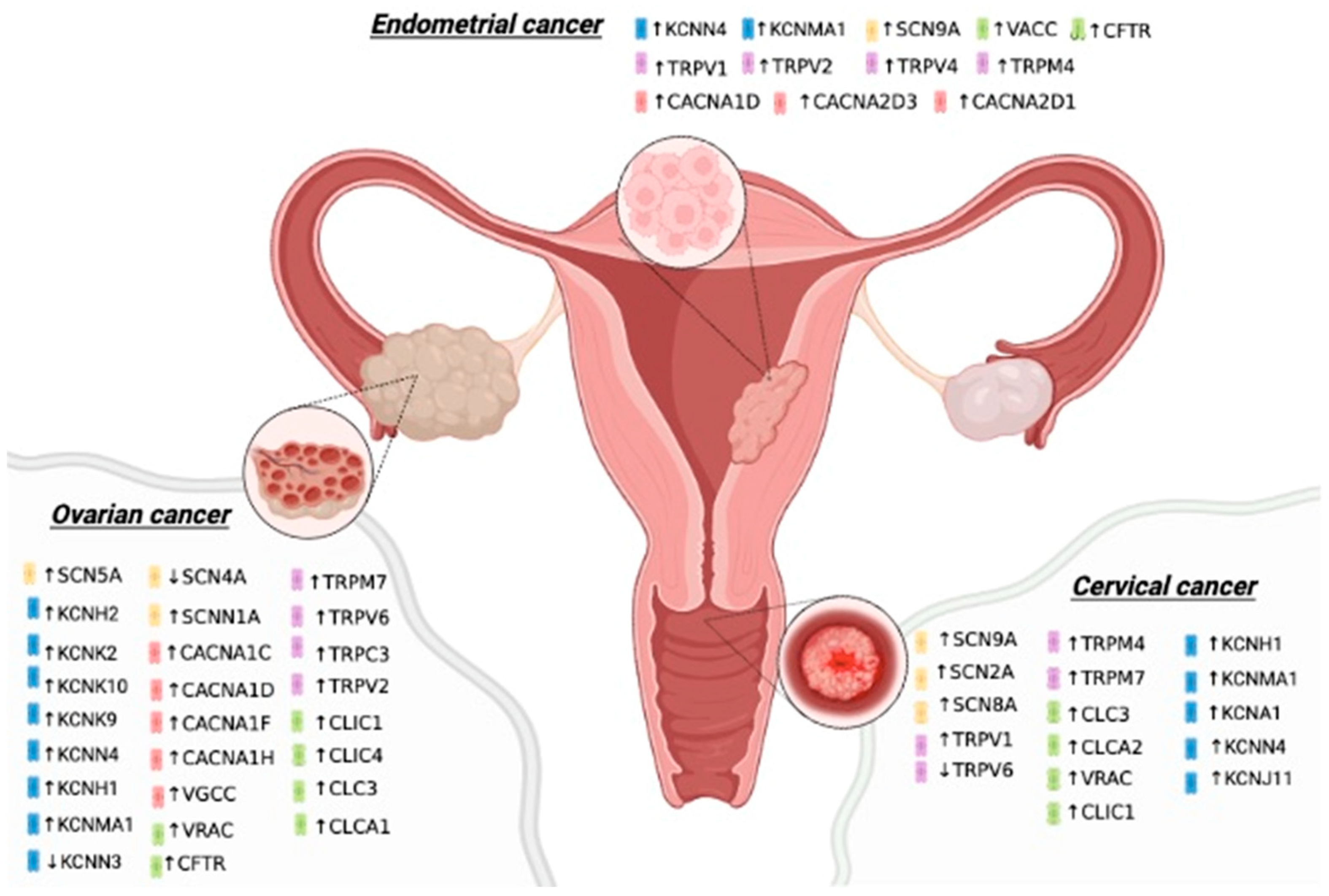 Pharmaceuticals Free Full-Text Ion Channels and Personalized Medicine in Gynecological Cancers