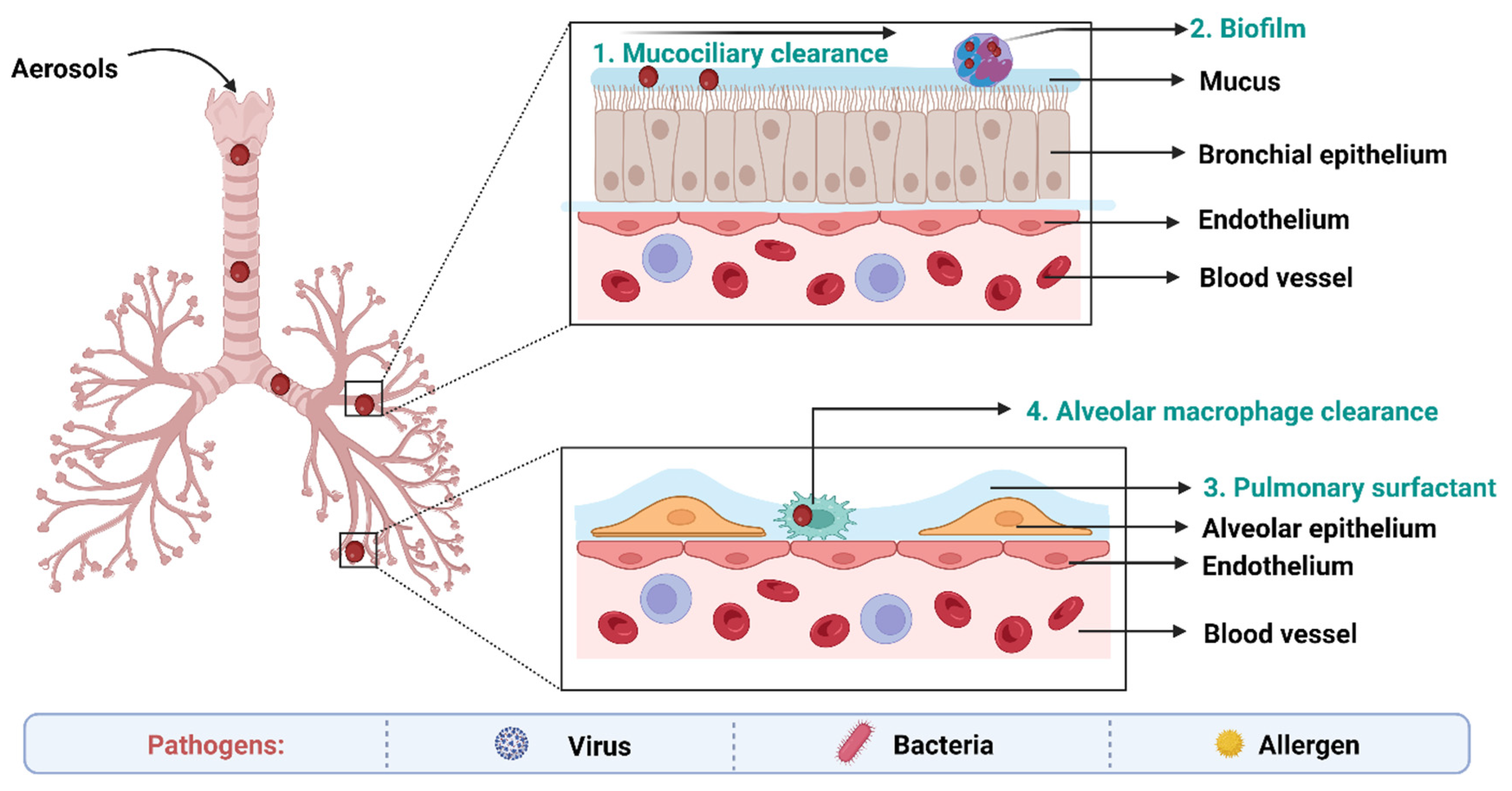 Anti-tuberculosis site-specific oral delivery system that enhances  rifampicin bioavailability in a fixed-dose combination with isoniazid