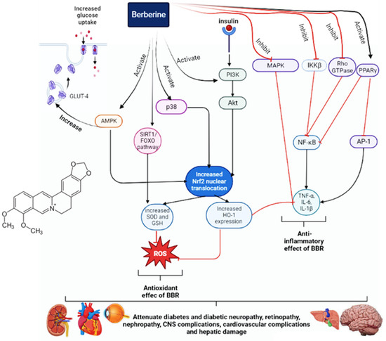 Pharmaceuticals | Free Full-Text | A Mechanistic Review on How ...