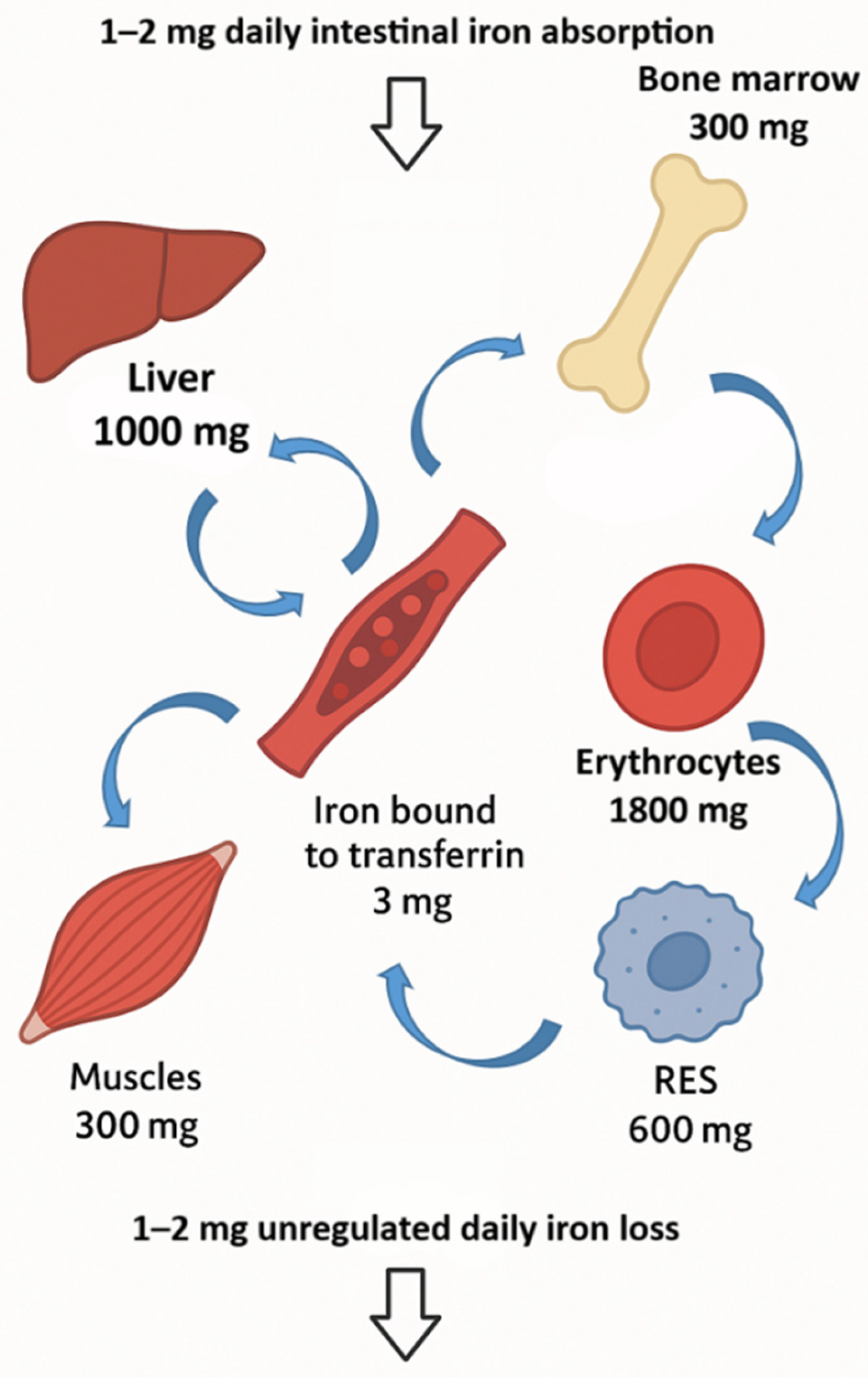 Iron Deficiency and Iron Deficiency Anemia: A Comprehensive