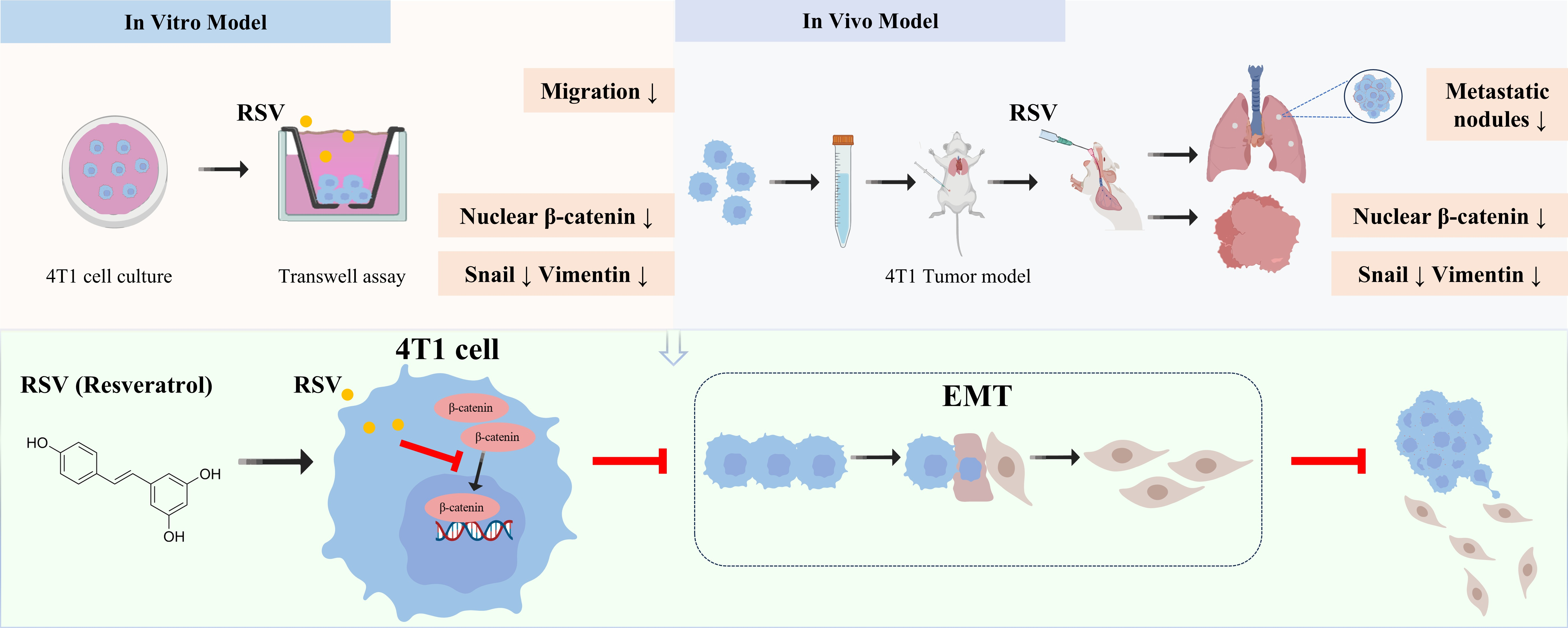 Resveratrol Prevents Breast Cancer Metastasis by Inhibiting Wnt/β ...