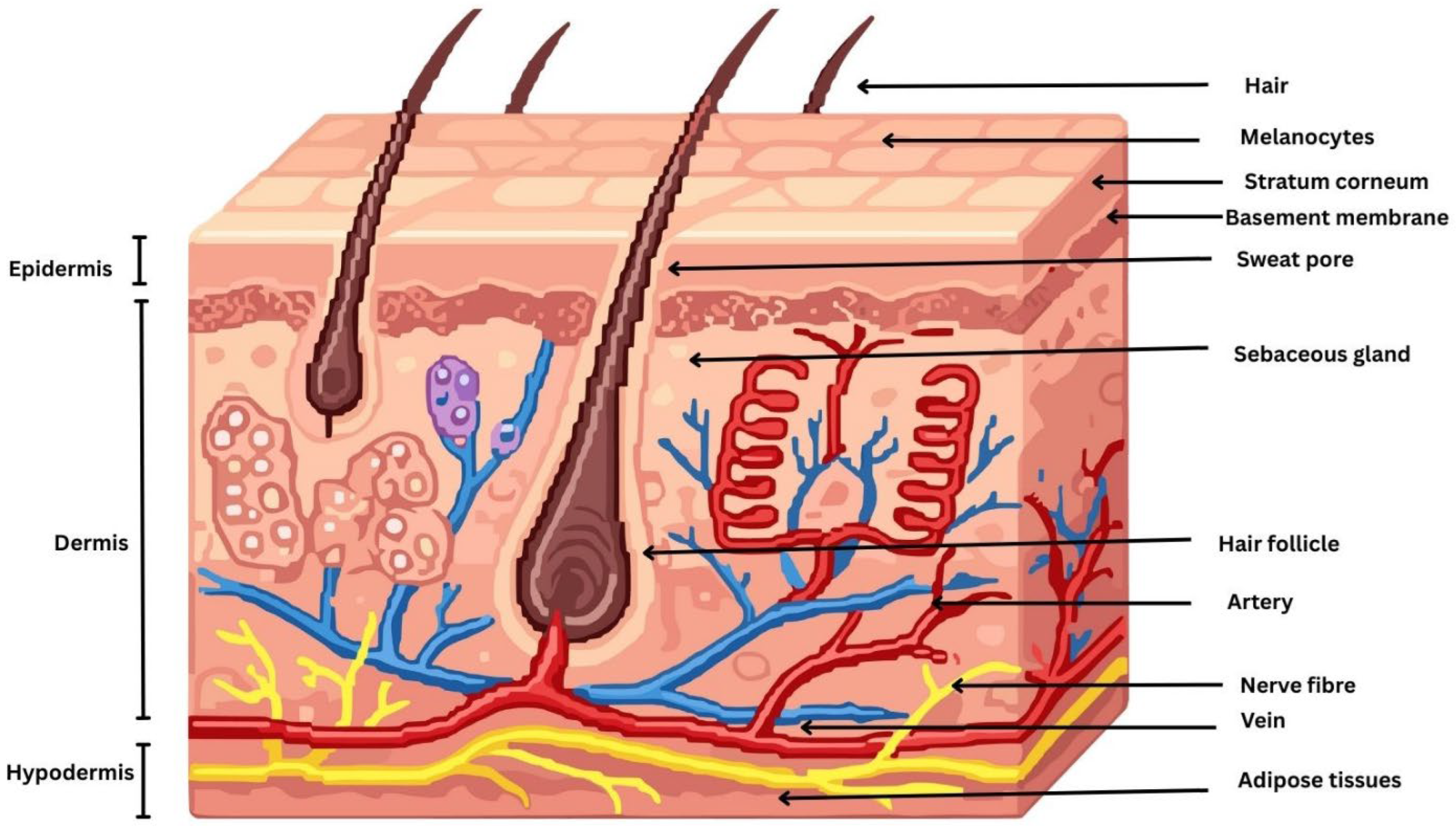 Nanoemulgels as Advanced Topical Drug Delivery Systems: Mechanistic ...