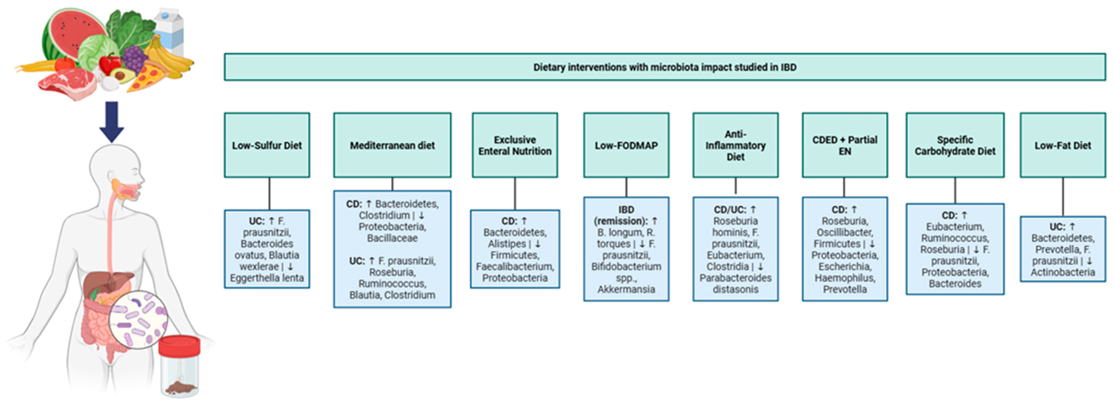 Diet and Gut Microbiota in Inflammatory Bowel Disease: A Clinical and ...