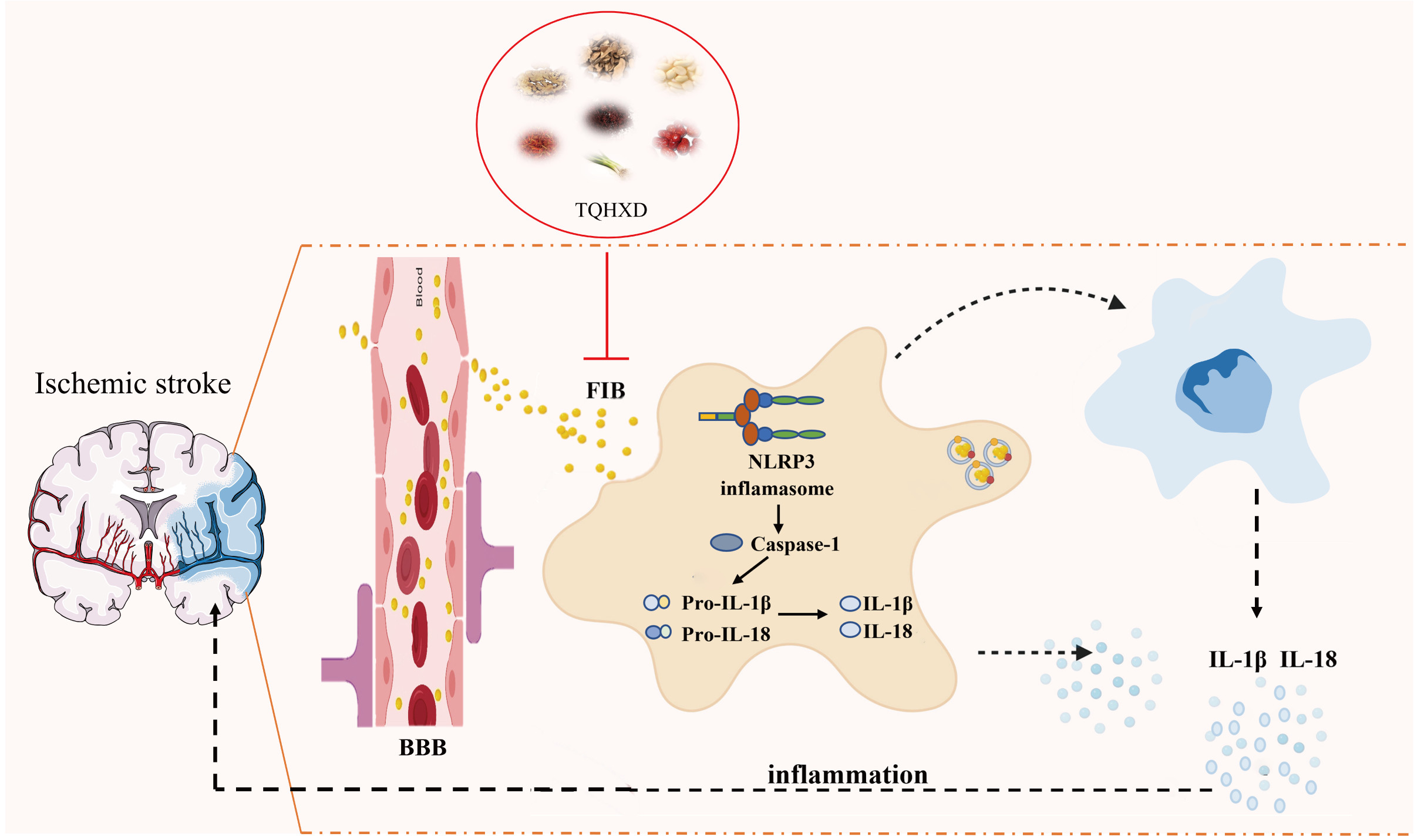 Fibrinogen-Driven NLRP3 Inflammasome: A Novel Therapeutic Target for ...