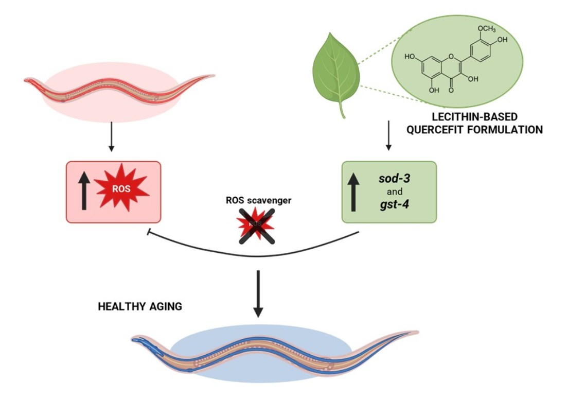 Quercetin For Anxiety Reference: A Lecithin Based Delivery Form Of Quercetin Promotes Stress Resistance