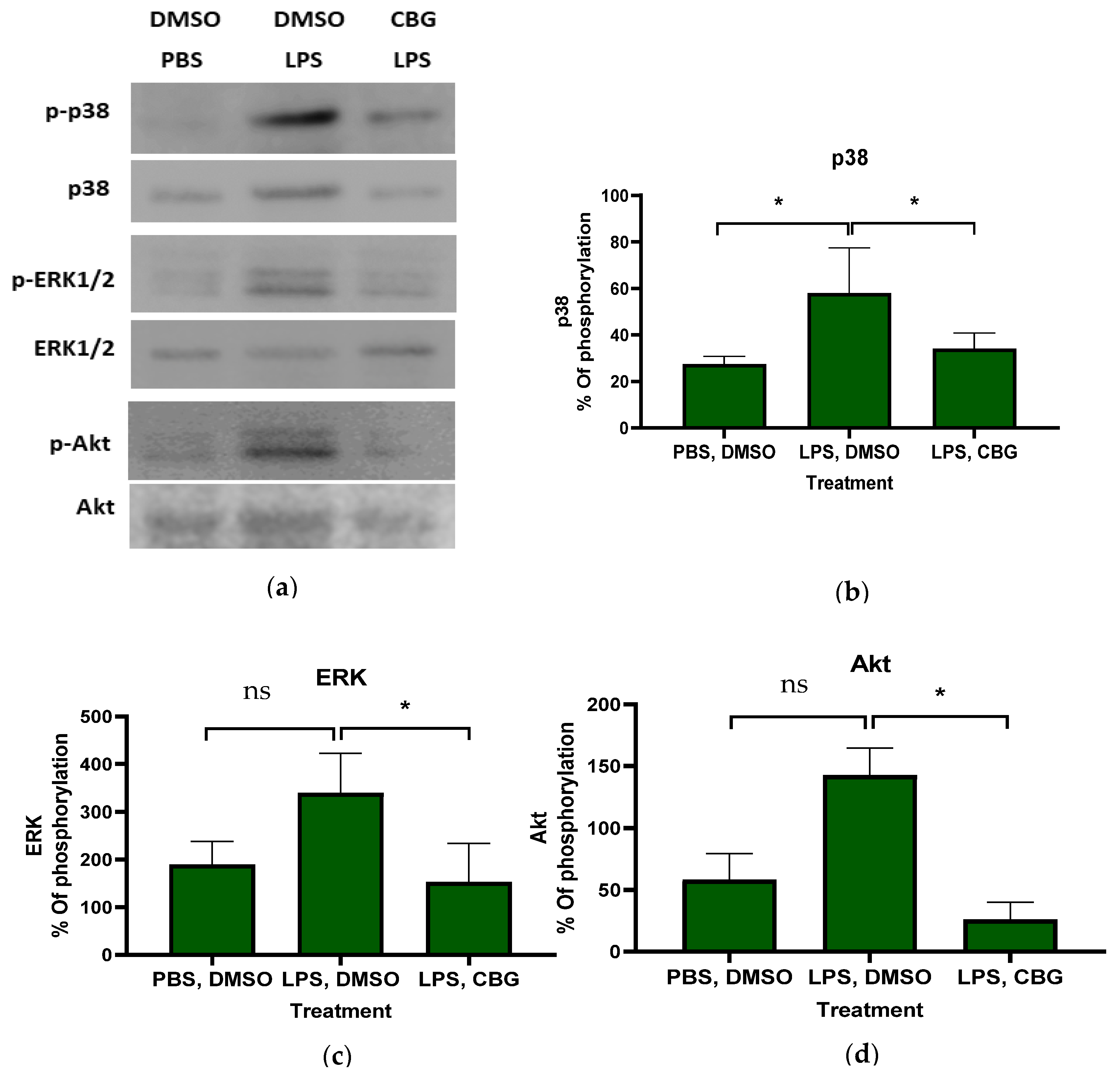 Cannabigerol (CBG) Modulates Neutrophil Activity and Ameliorates ...