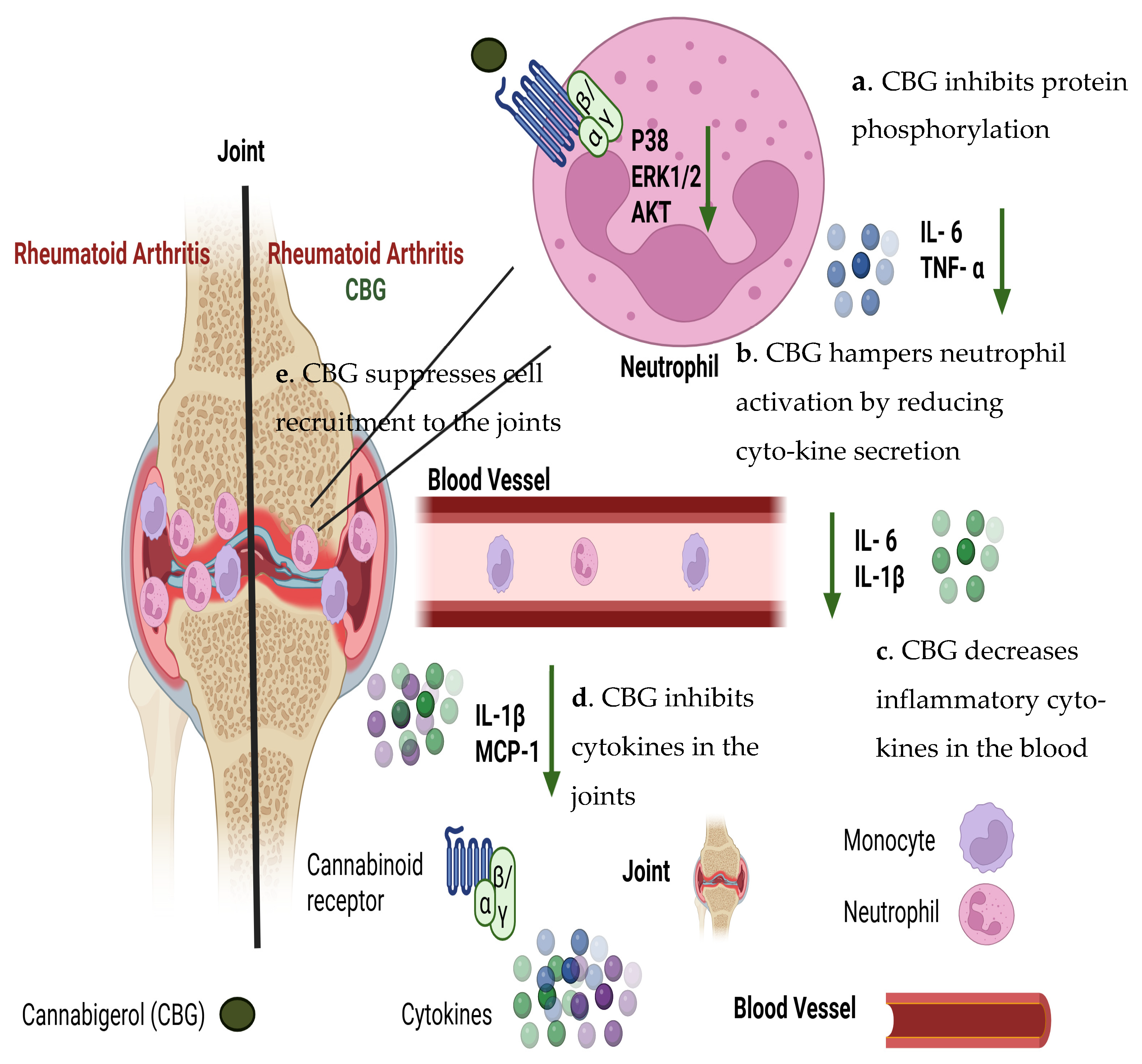 Cannabigerol (CBG) Modulates Neutrophil Activity and Ameliorates ...