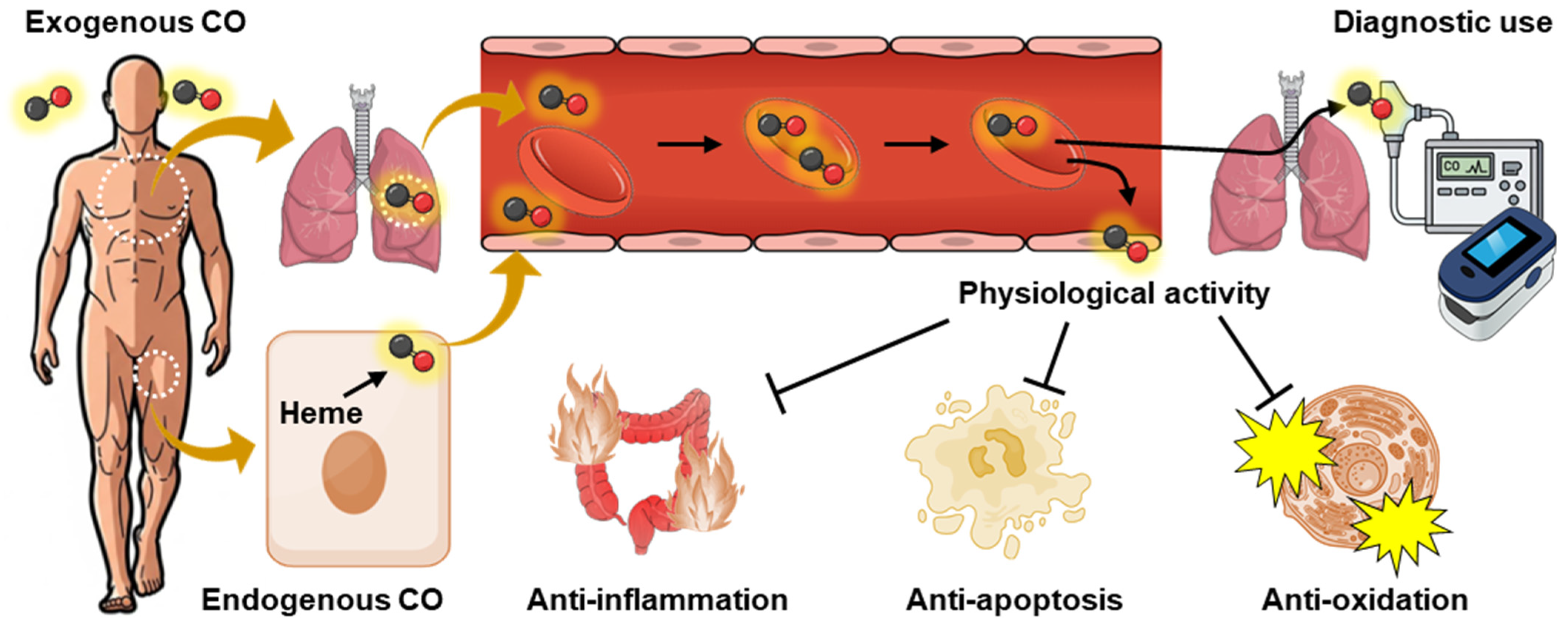 When Red Blood Cells Meet Carbon Monoxide: Yin and Yang in Medicines ...
