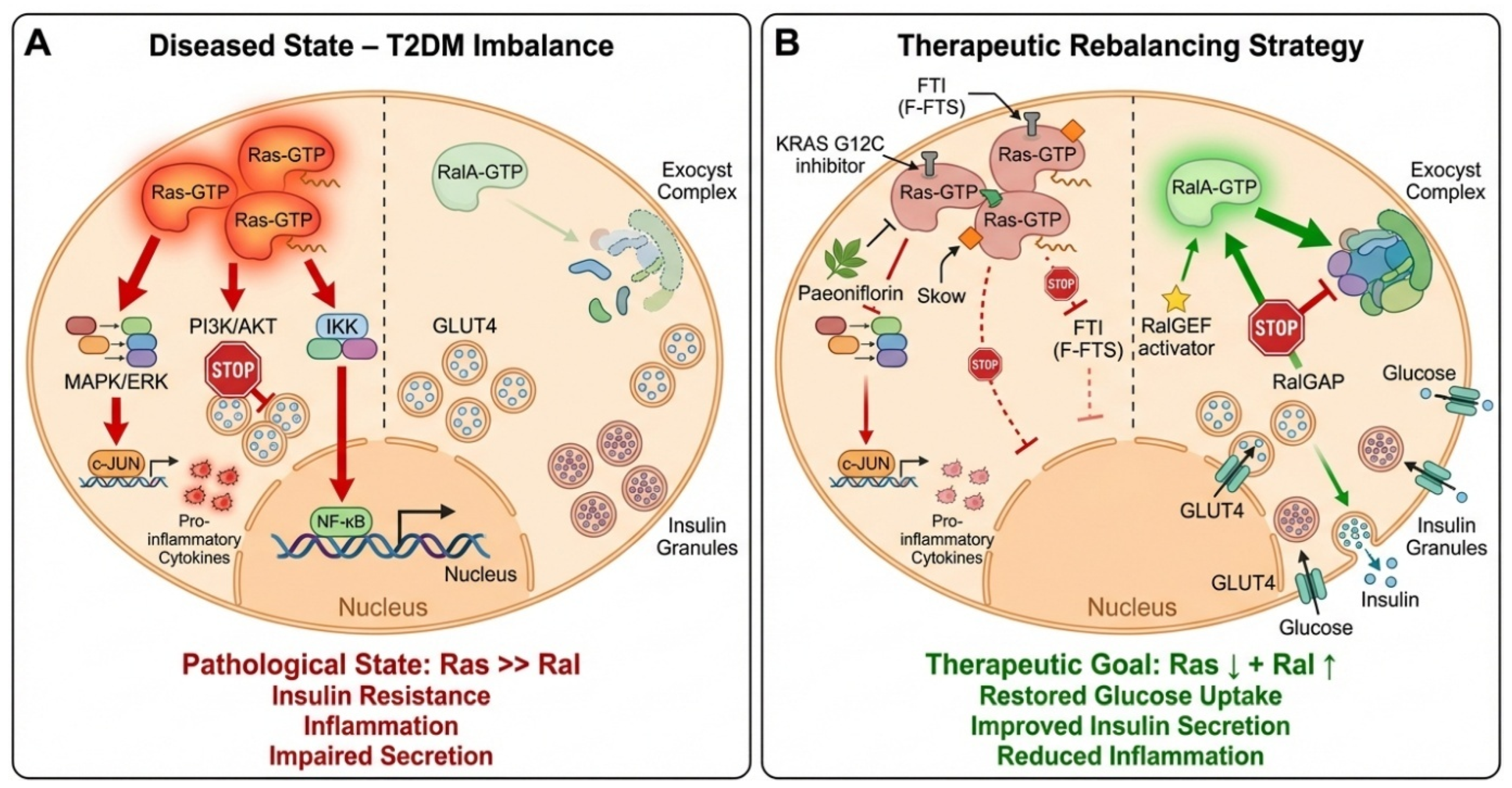 Targeting the Ras–Ral Signaling Axis in Type 2 Diabetes Mellitus: A ...