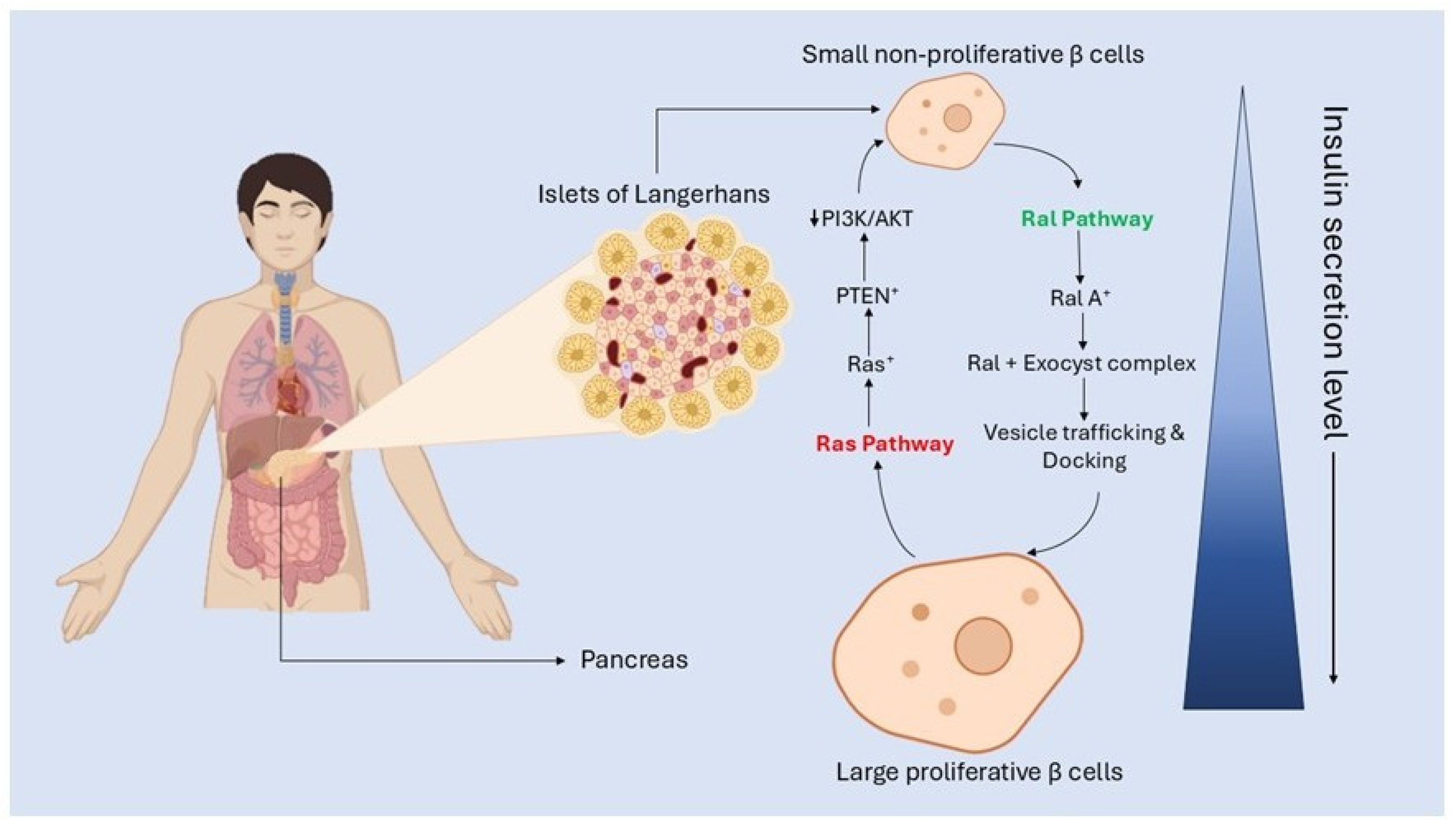 Targeting the Ras–Ral Signaling Axis in Type 2 Diabetes Mellitus: A ...