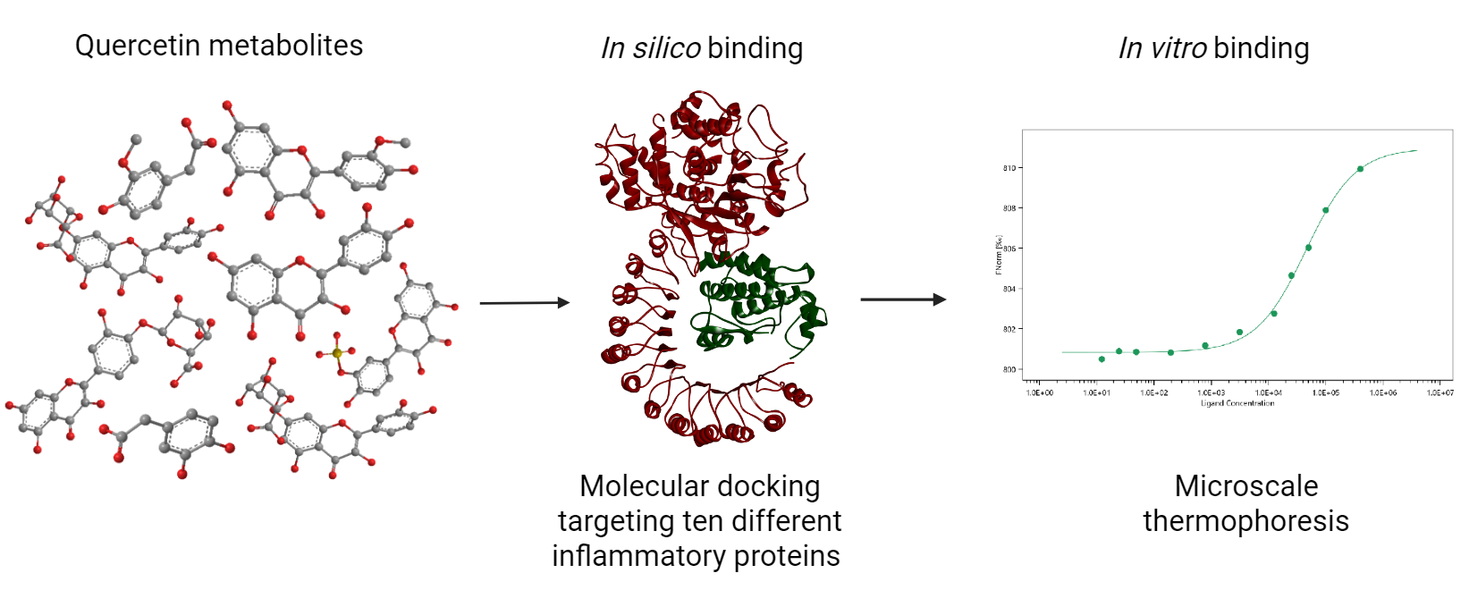 In Silico and In Vitro Evaluation of Quercetin Metabolites Binding to ...