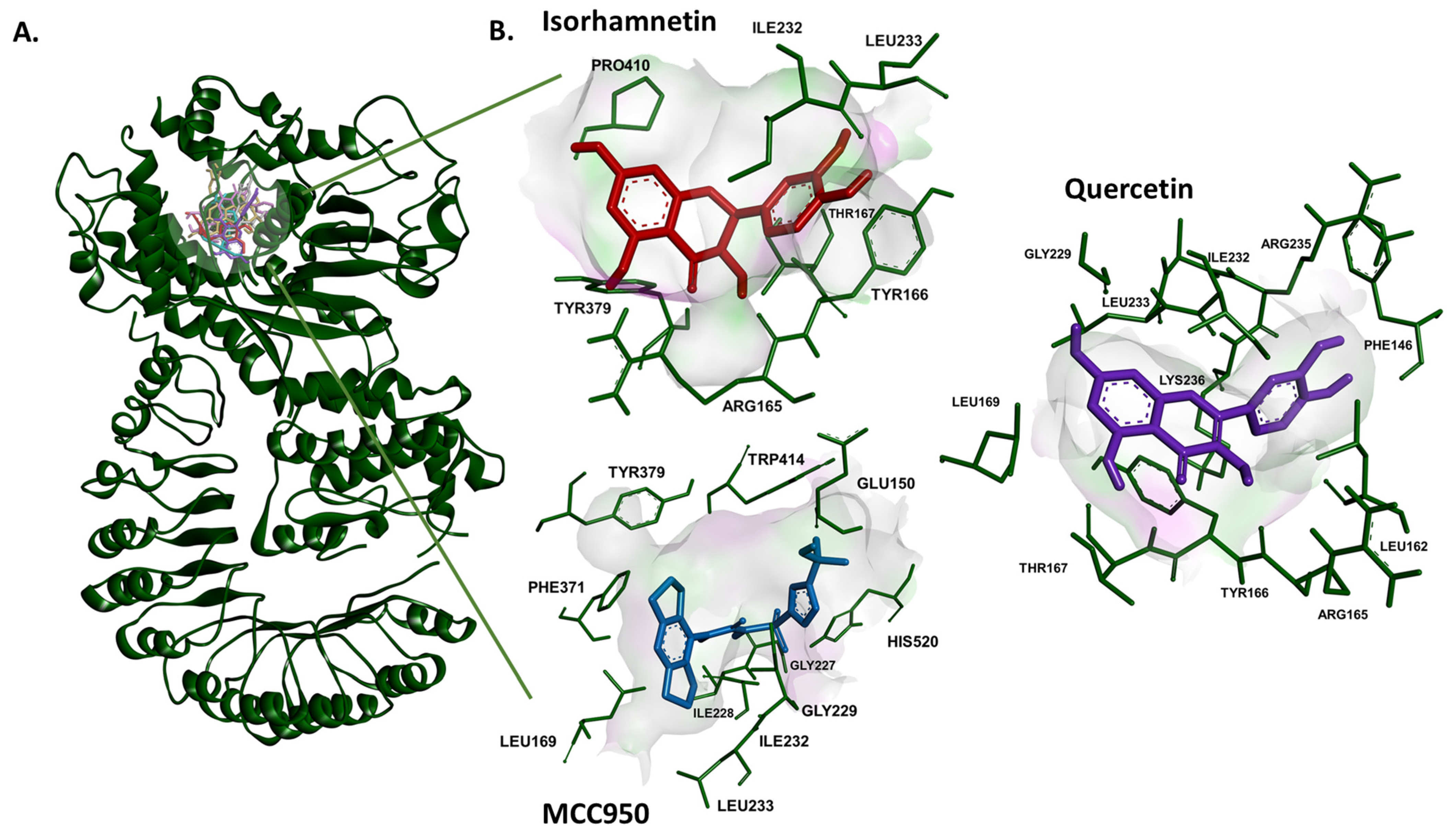 In Silico and In Vitro Evaluation of Quercetin Metabolites Binding to ...