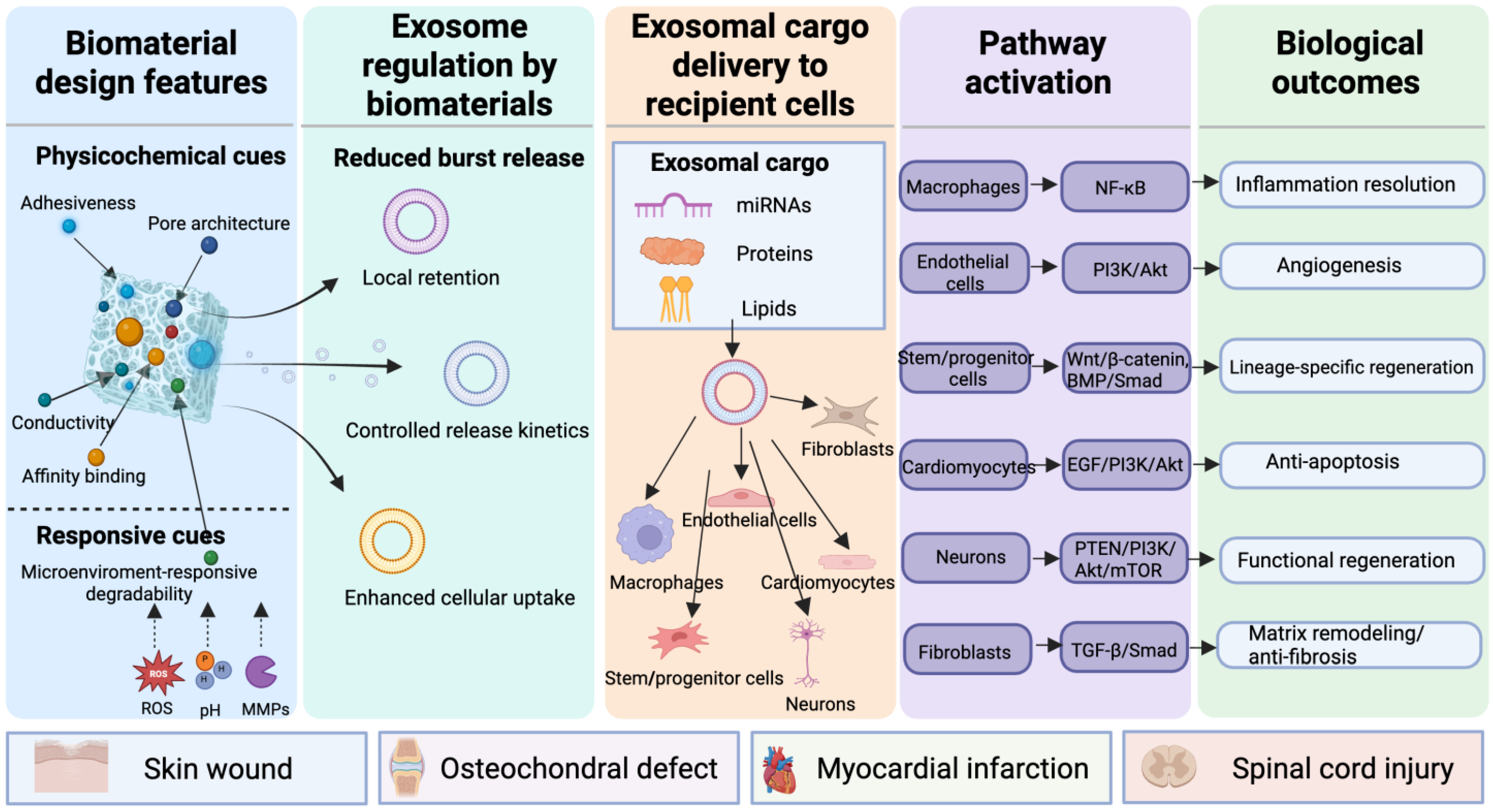Biomaterial Engineering for Spatiotemporal Regulation of Exosome ...