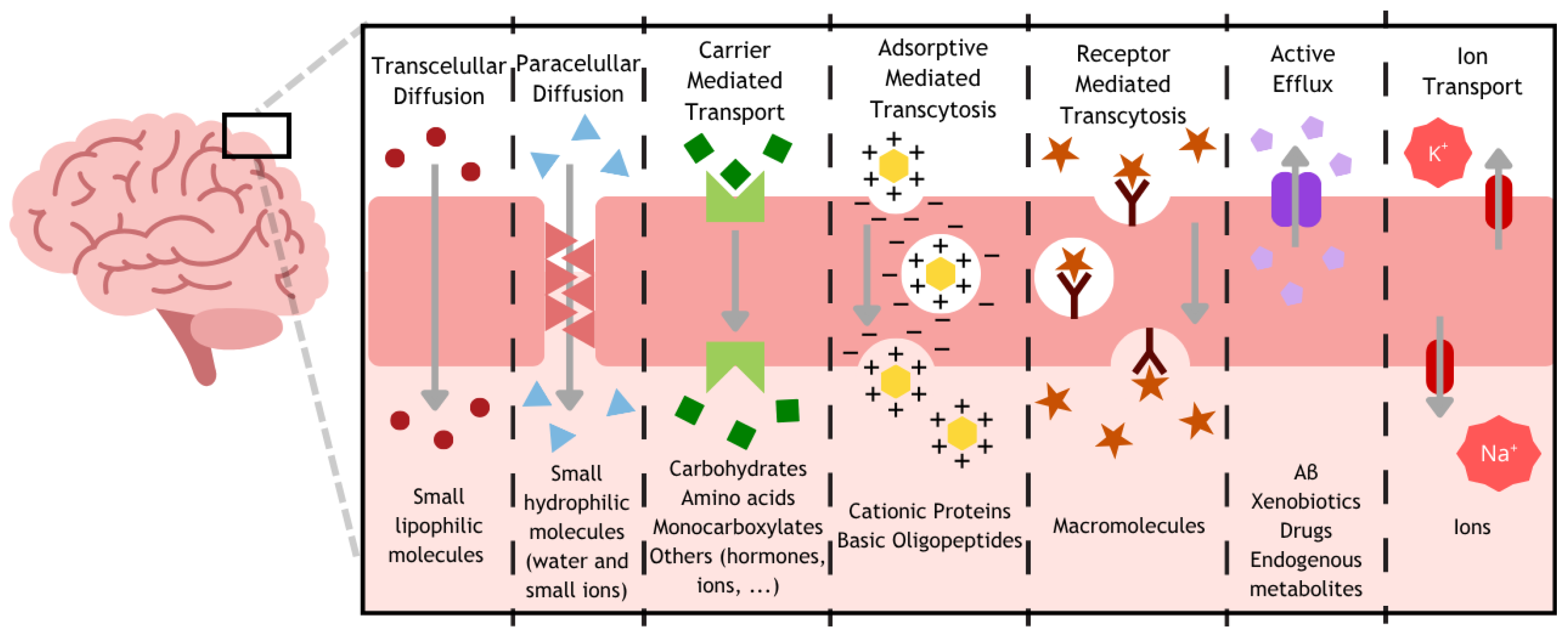 Advances in Strategies to Transport Nanoparticles Across the Blood ...