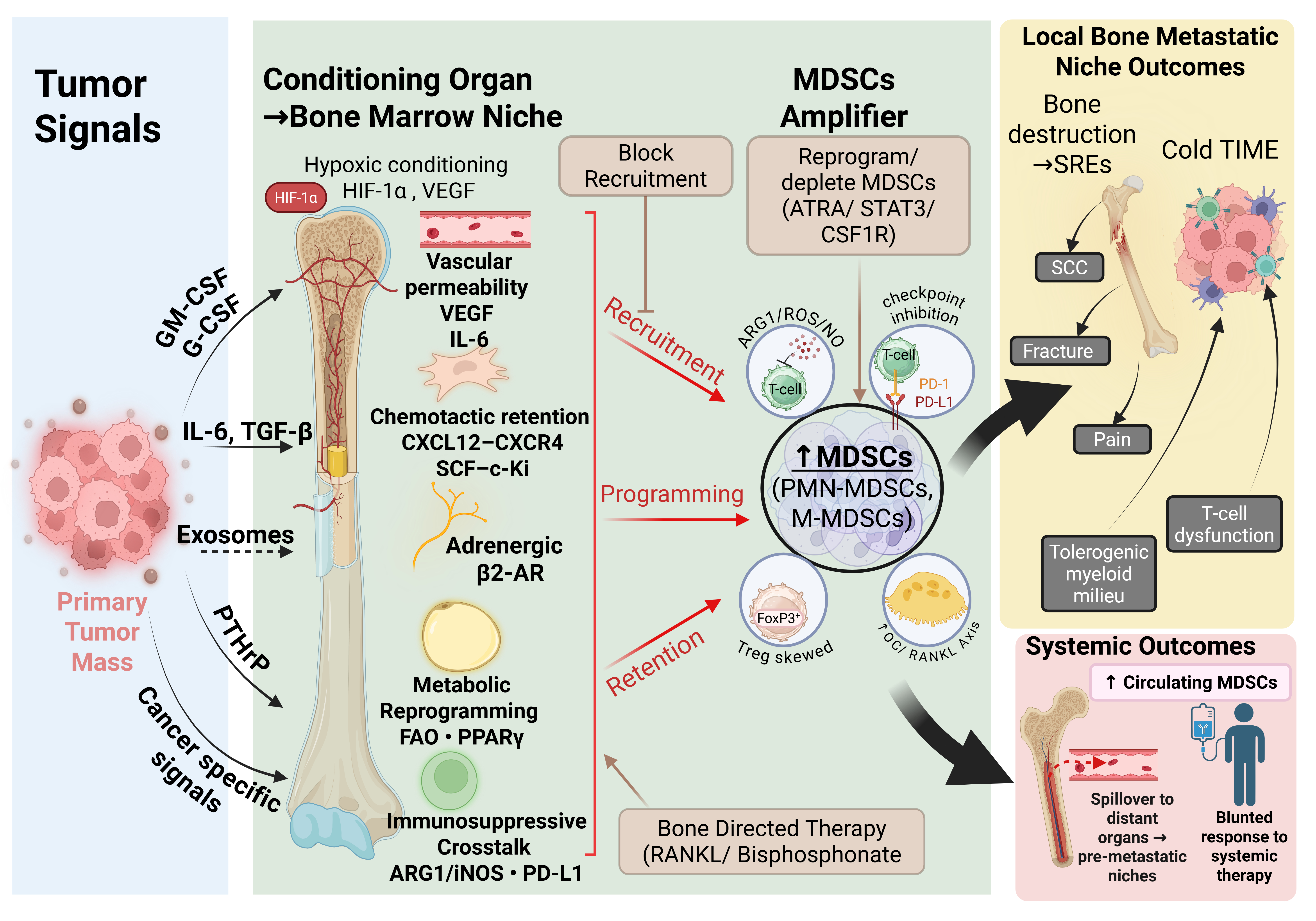 Decoding the Role of MDSCs in Bone Metastasis: Multicellular ...