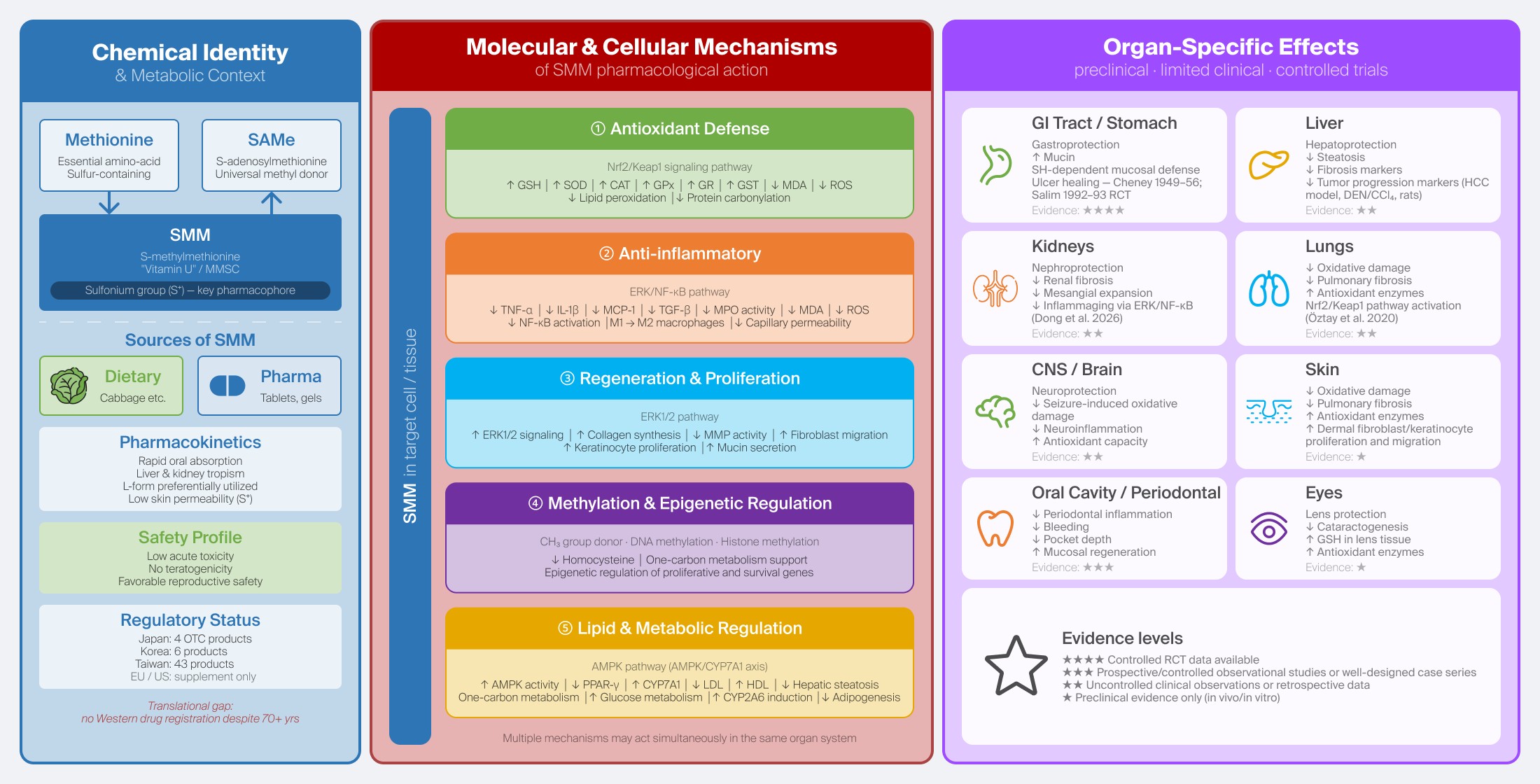 S-Methylmethionine (Vitamin U): A Critical Narrative Review of Pharmacological Mechanisms, Evidence Levels, and Translational Barriers