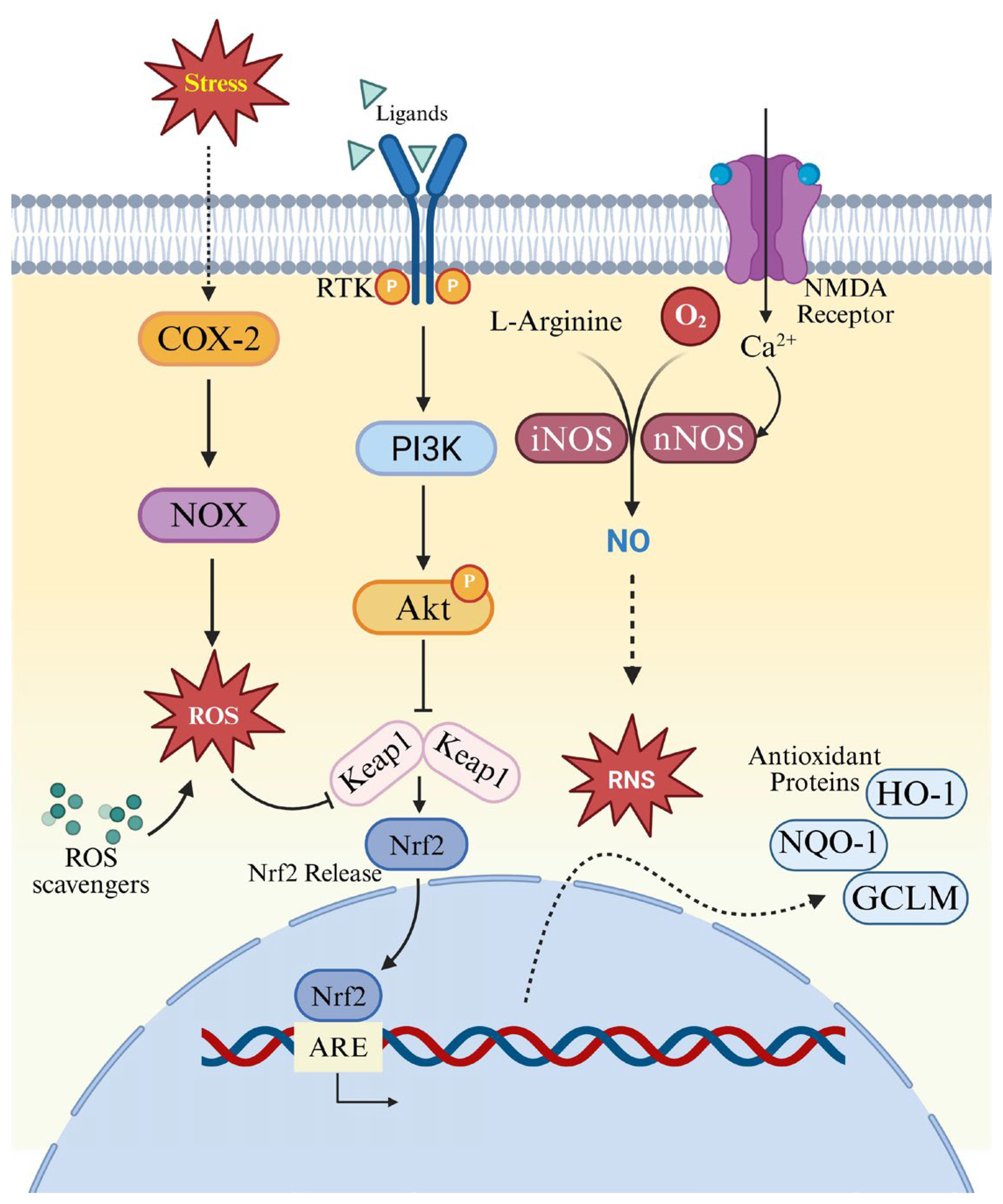 Research Progress on Novel Lead Compounds for Central Nervous System ...