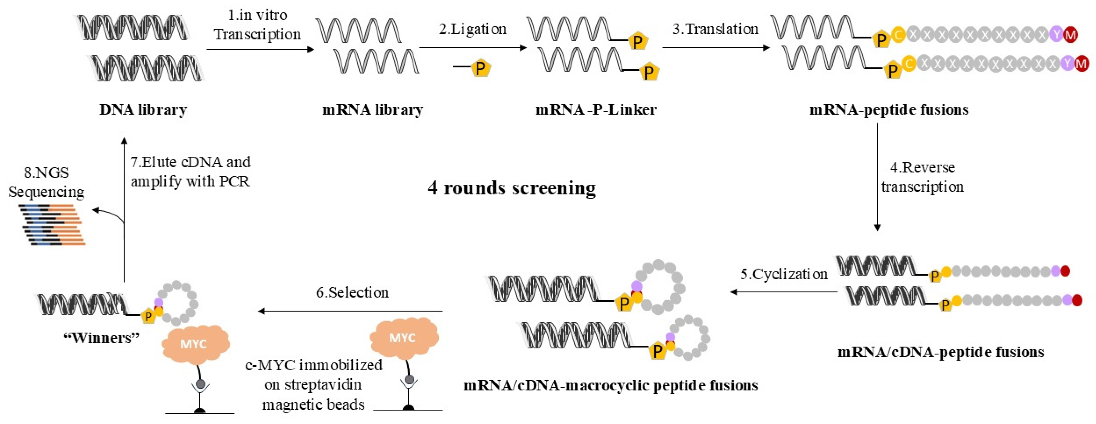 Discovery of Macrocyclic Peptide Inhibitors Targeting MYC Oncoprotein ...