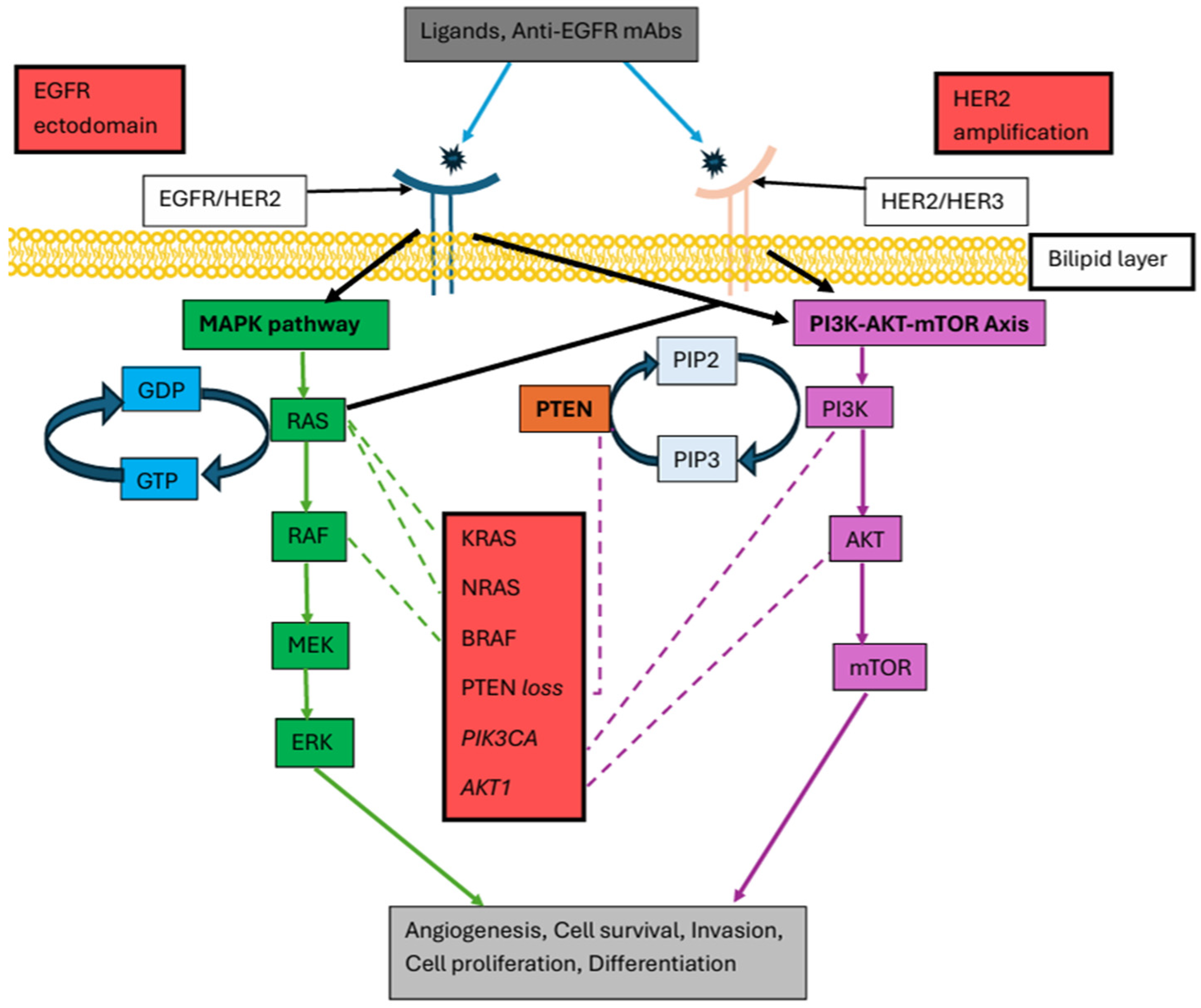 Overcoming Resistance to Anti-EGFR Therapies: Mechanisms of Cetuximab ...