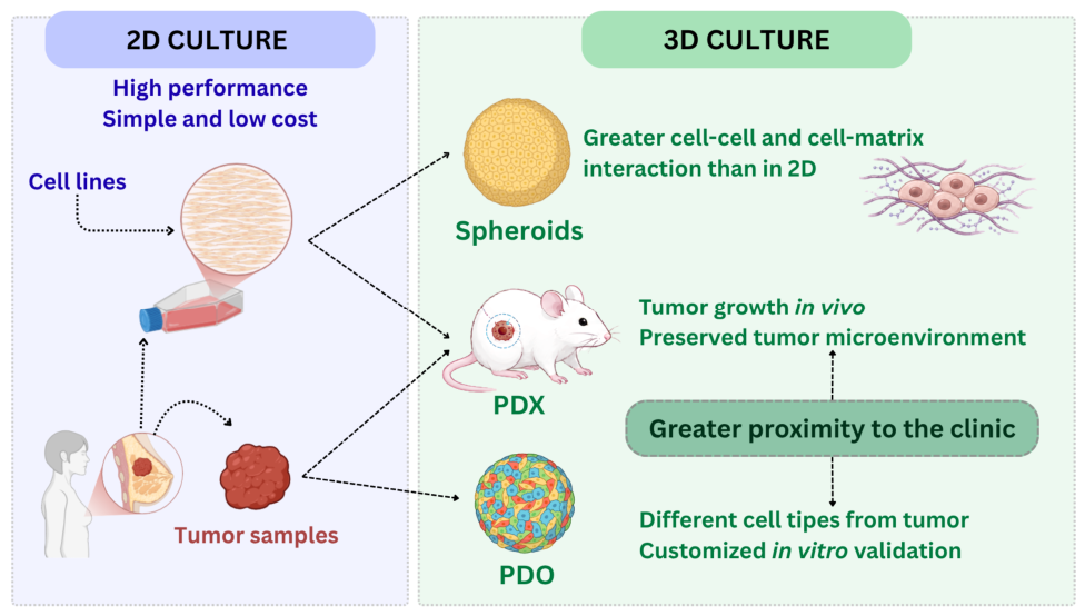 2D and 3D In Vitro Culture Systems in Biomedical Research: From Basic ...