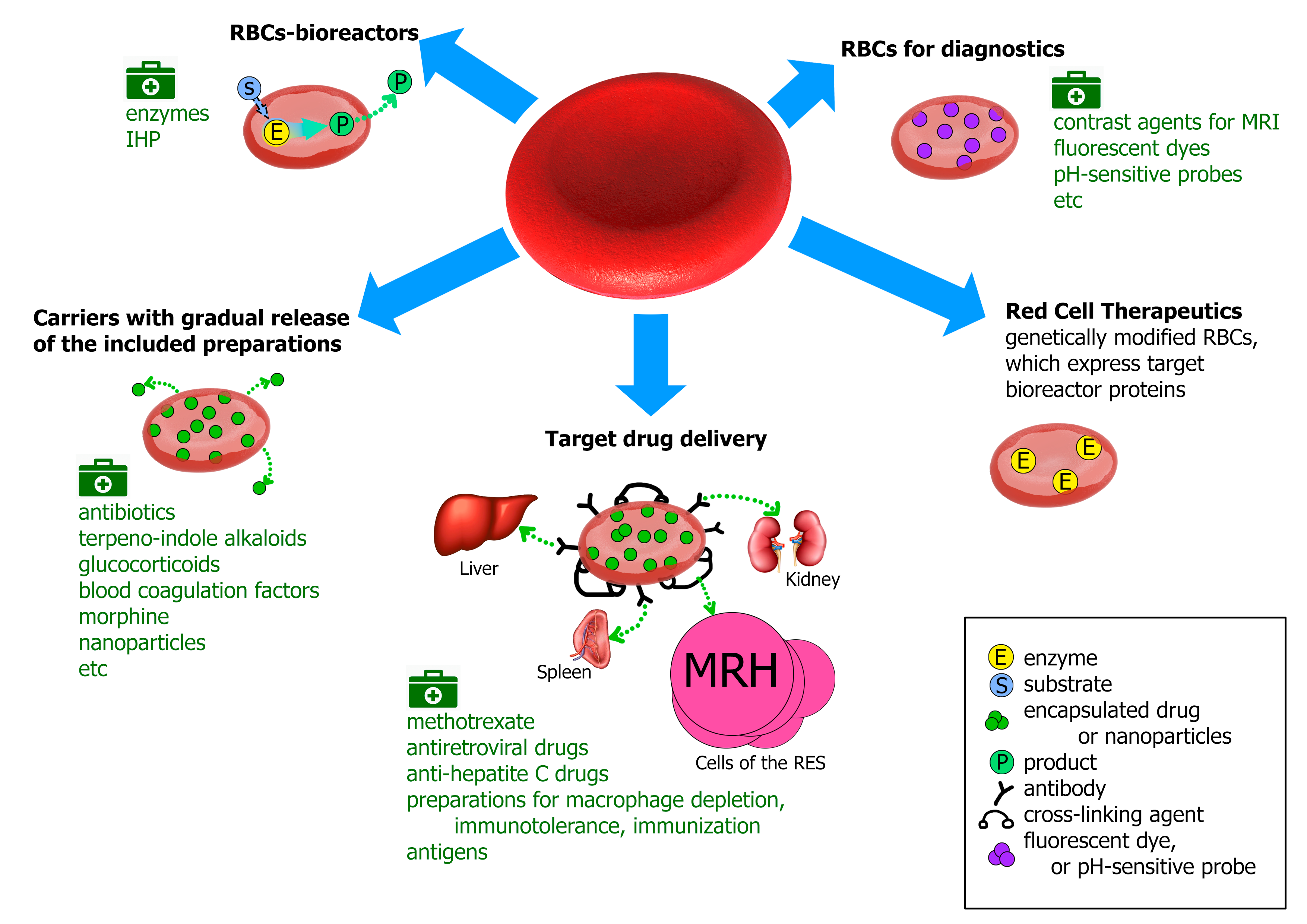 Erythrocytes RBC là gì? Khám phá Bí Ẩn đằng sau Các Tế bào Máu Đỏ
