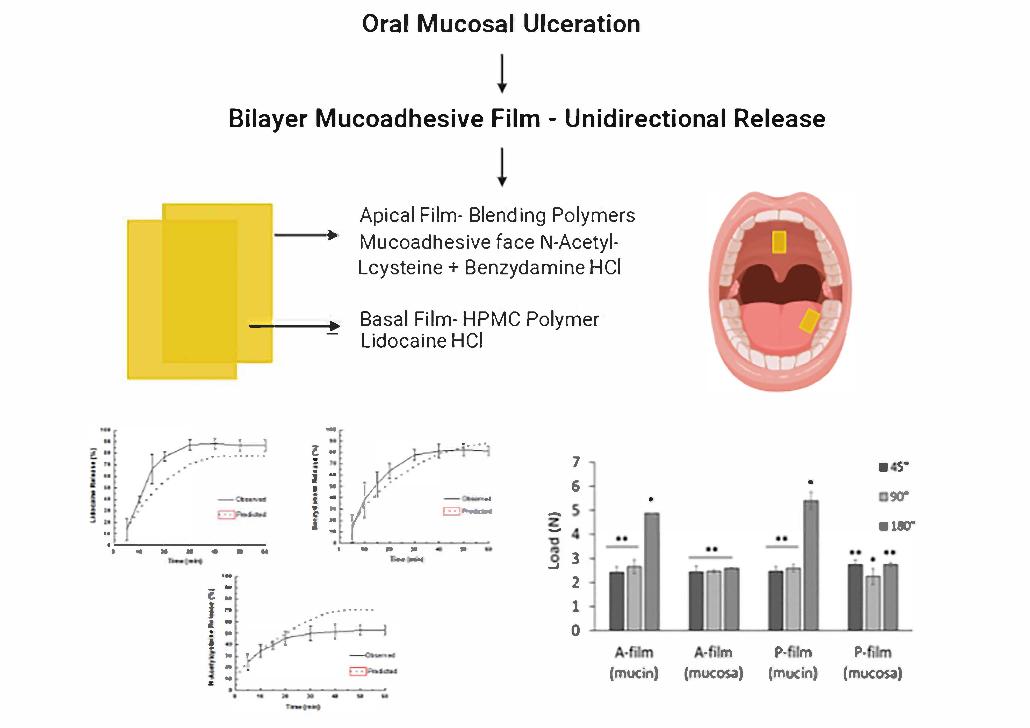 Bilayer Mucoadhesive Buccal Film For Mucosal Ulcers Treatment Bilayer Mucoadhesive Buccal Film For Mucosal Ulcers Treatment