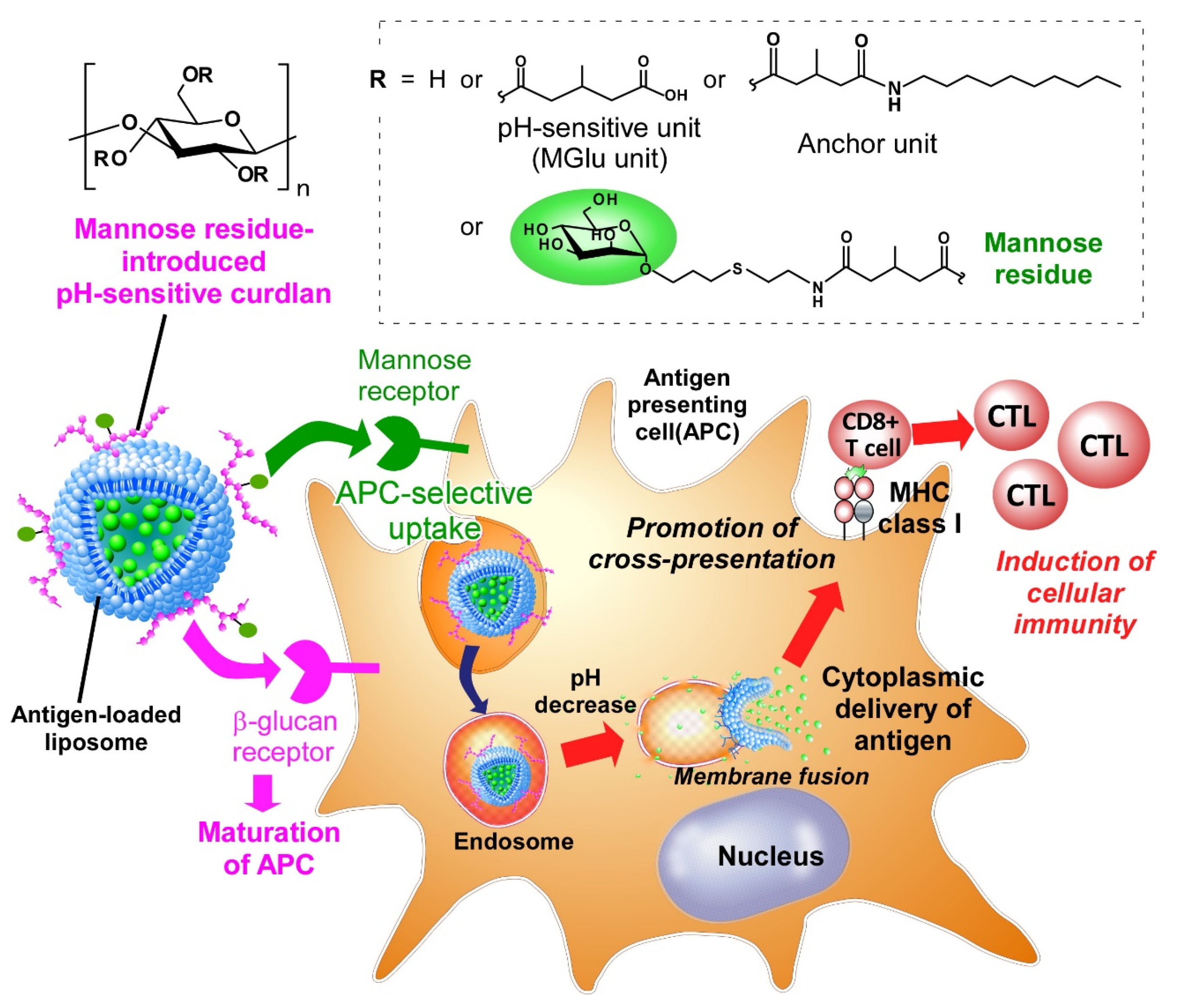 Mannose Receptor Mannose Receptor