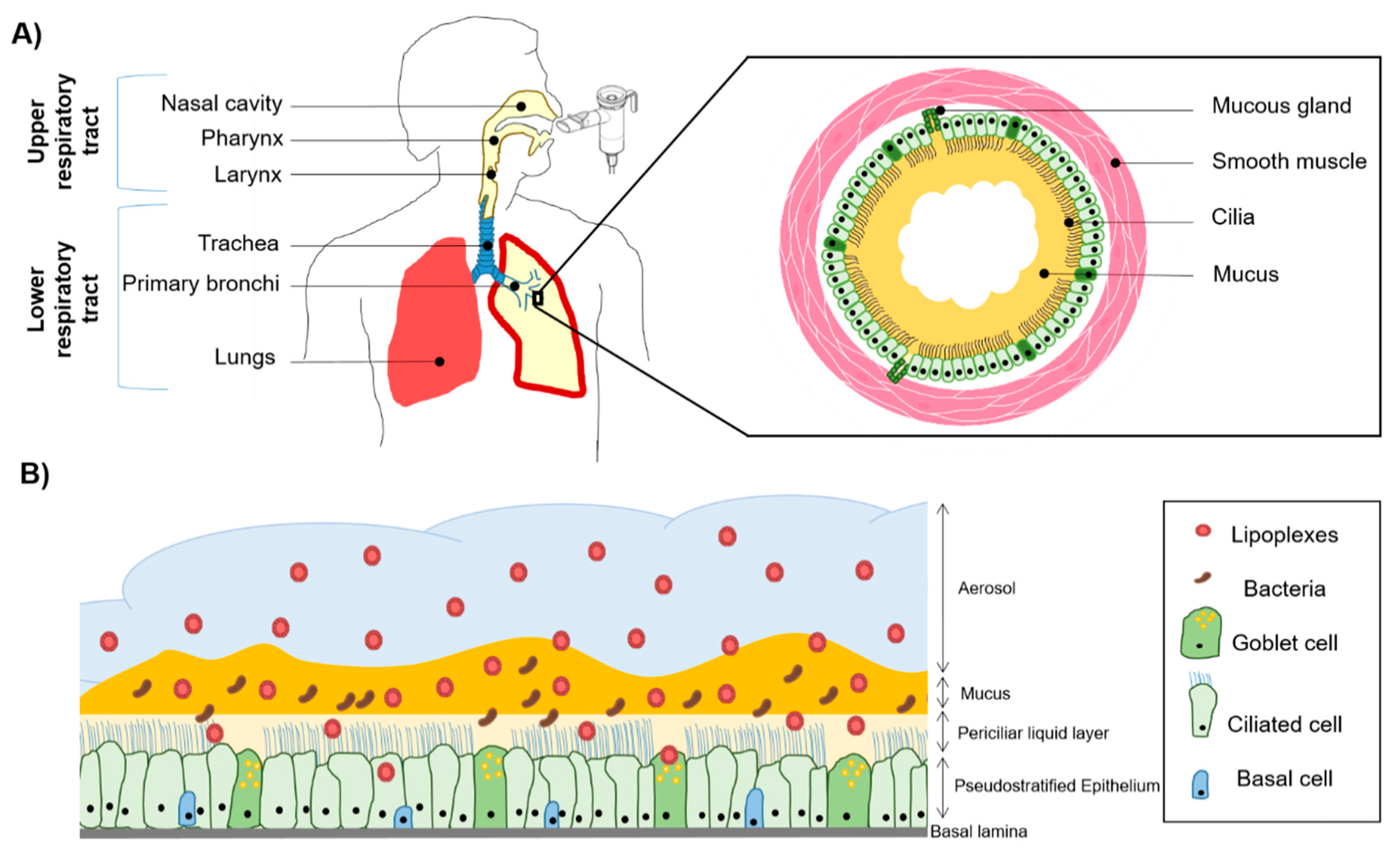 Respiratory System Cells With Cilia Respiratory System Cells With Cilia