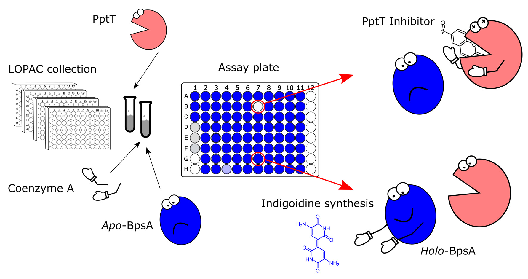 Applications Of Indigoidine Applications Of Indigoidine