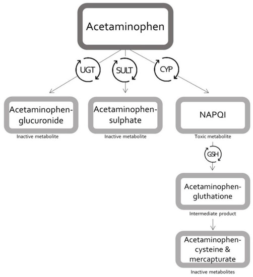 acetaminophen and alcohol metabolism