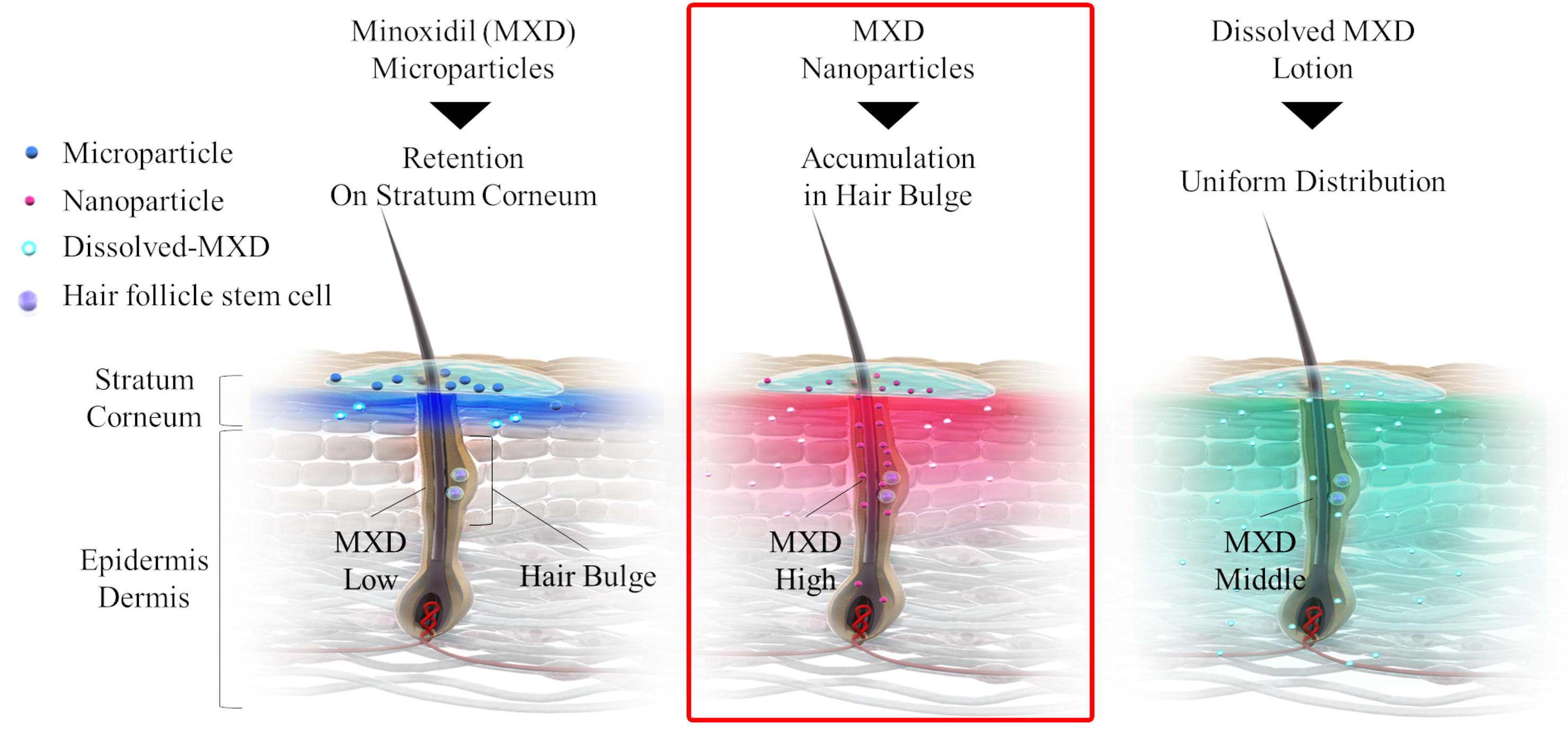 Pharmaceutics | Free Full-Text | Minoxidil Nanoparticles Targeting Hair  Follicles Enhance Hair Growth in C57BL/6 Mice