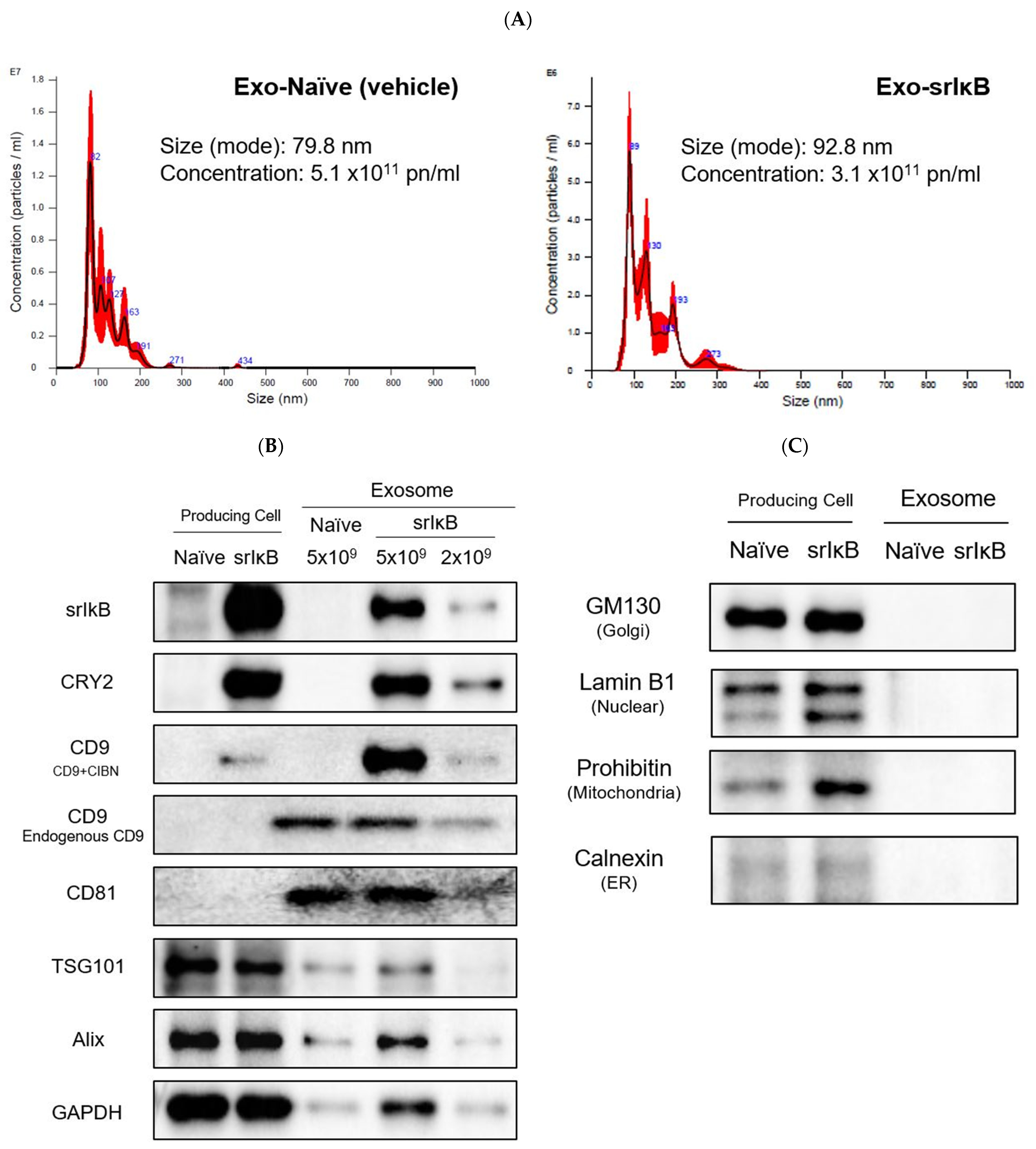 mobiel Wijde selectie Verdeelstuk Pharmaceutics | Free Full-Text | The Effect of Super-Repressor IkB-Loaded  Exosomes (Exo-srI&kappa;Bs) in Chronic Post-Ischemia Pain (CPIP) Models