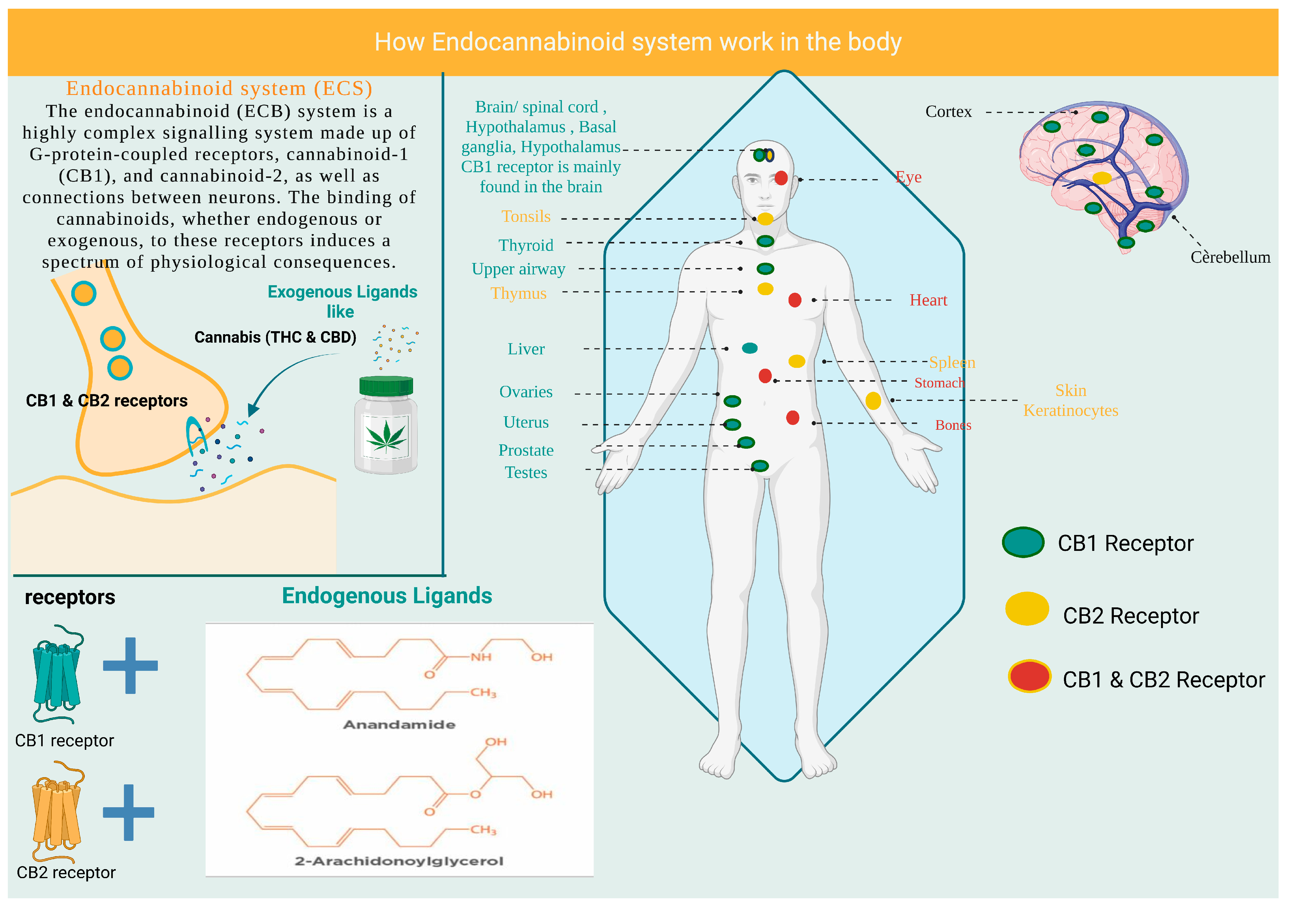 Cannabinoids.Handbook of Experimental Pharmacology.pdf