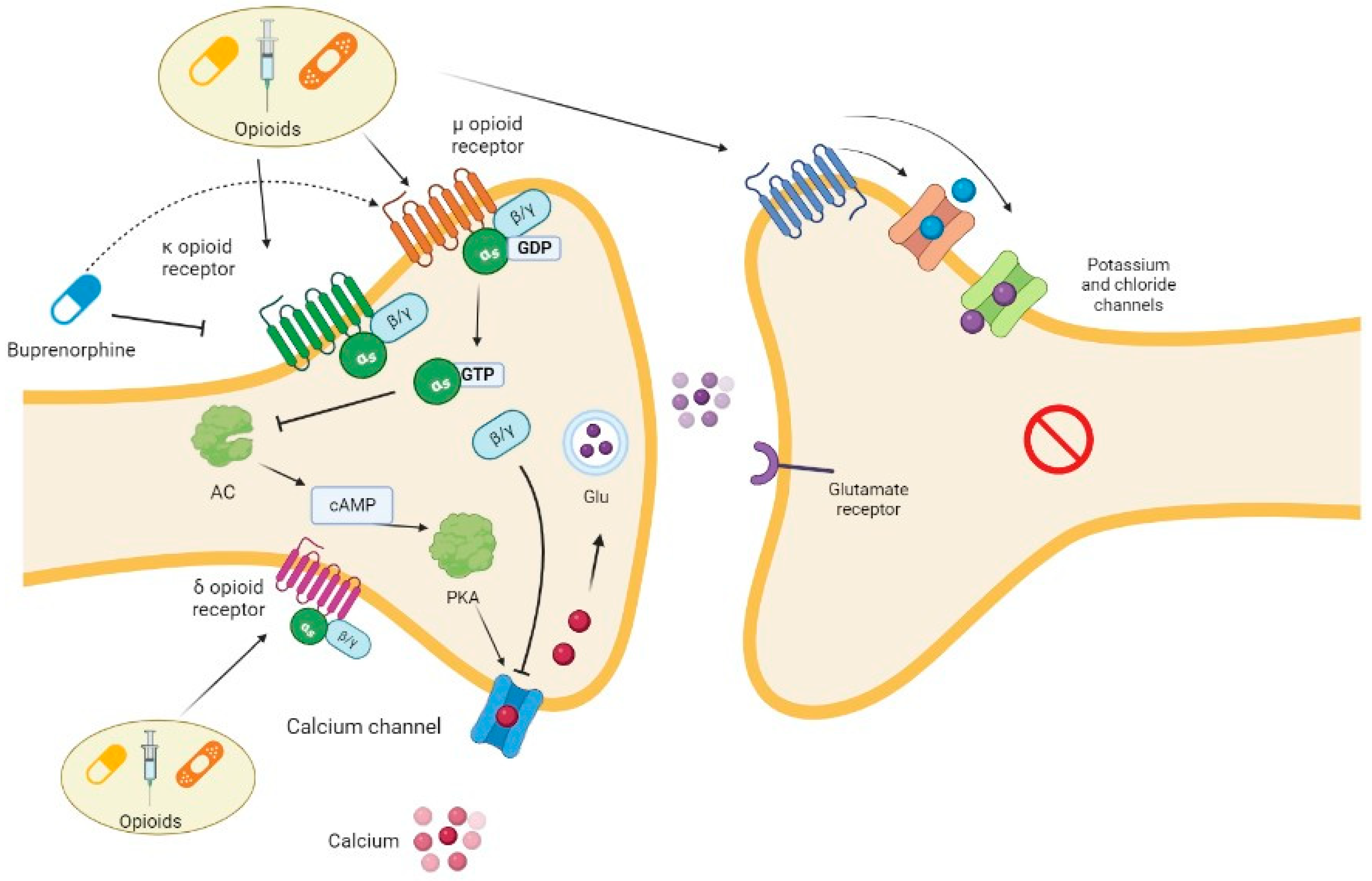 Pharmaceutics | Free Full-Text | The Pharmacological Treatment of Chronic Pain: From Guidelines to Daily Clinical Practice