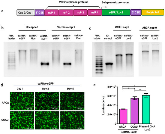 Agarose gel electrophoresis of crude DNA (F1 & G1) and universal PCR