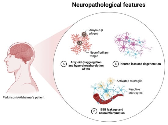 Small Extracellular Vesicles' miRNAs: Biomarkers and Therapeutics 