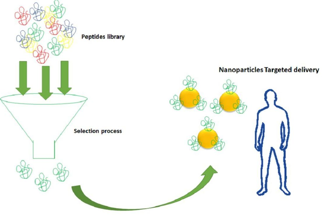 Frontiers  First generation of multifunctional peptides derived