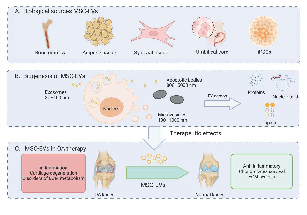 Mesenchymal stromal/stem cell-derived extracellular vesicles in tissue  repair: challenges and opportunities. - Abstract - Europe PMC